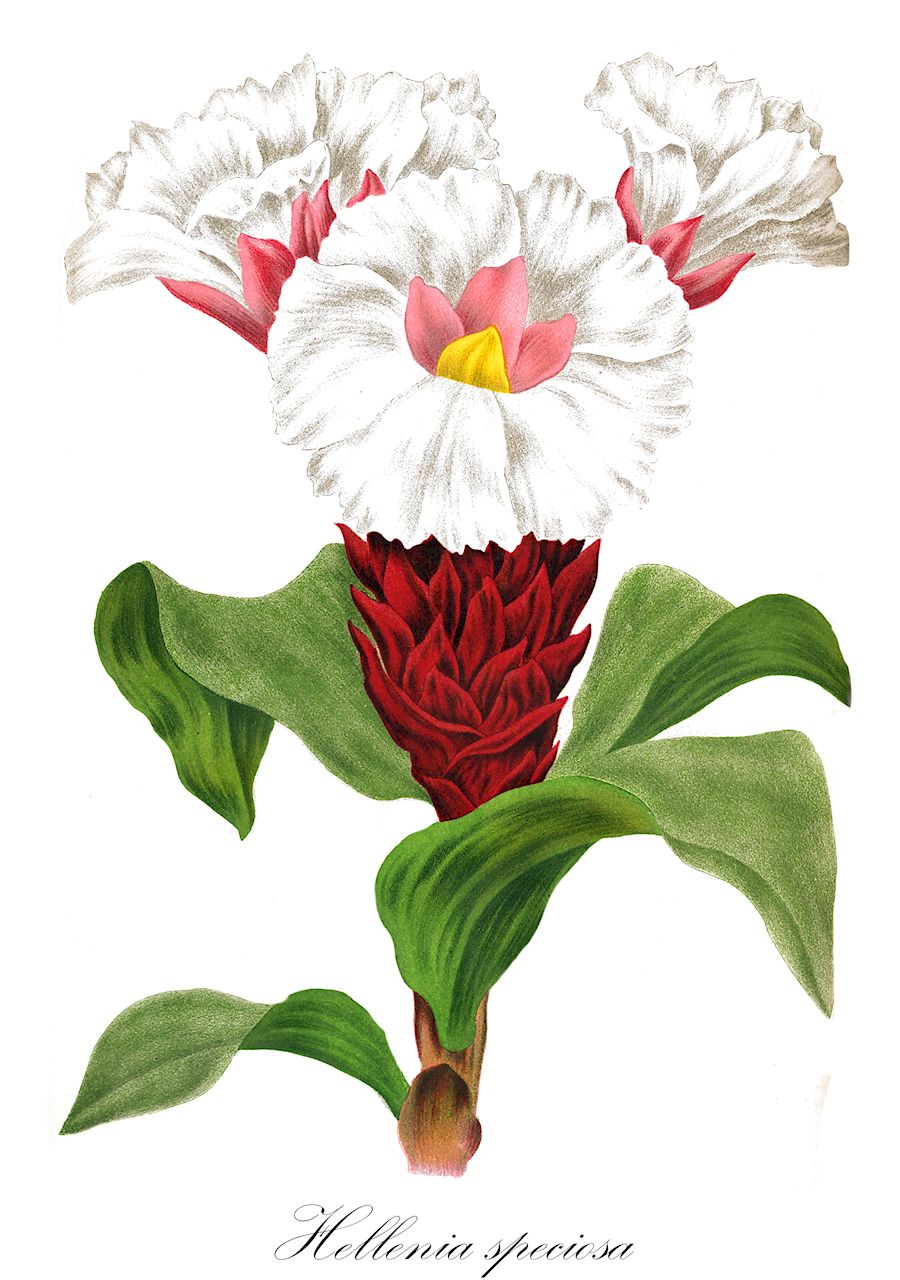 Hellenia speciosa - Costaceae,Plantae,Pteridobiotina,Angiosperms,Zingiberales,Costaceae,Hellenia,Hellenia speciosa,Banksea speciosa, Cheilocostus potierae, Cheilocostus speciosus, Costus angustifolius, Costus argyrophyllus, Costus crispiflorus, Costus foeniculaceus, Costus formosanus, Costus glaber, Costus glabratus, Costus hirsutus, Costus lamingtonii, Costus loureiroi, Costus nipalensis, Costus potierae, Costus sericeus, Costus speciosus, Costus speciosus var. angustifolius, Costus speciosus var. argyrophyllus, Costus speciosus var. dilnavaziae, Costus speciosus var. formosanus, Costus speciosus var. glaber, Costus speciosus var. hirsutus, Costus speciosus var. leocalyx, Costus speciosus var. nipalensis, Costus speciosus var. sericeus, Costus spicatus var. pubescens, Costus vaginalis, Hellenia grandiflora, Hellenia speciosa var. dilnavaziae, Planera speciosa, Pyxa speciosa, Pyxa speciosa var. dilnavaziae, Tsiana speciosa