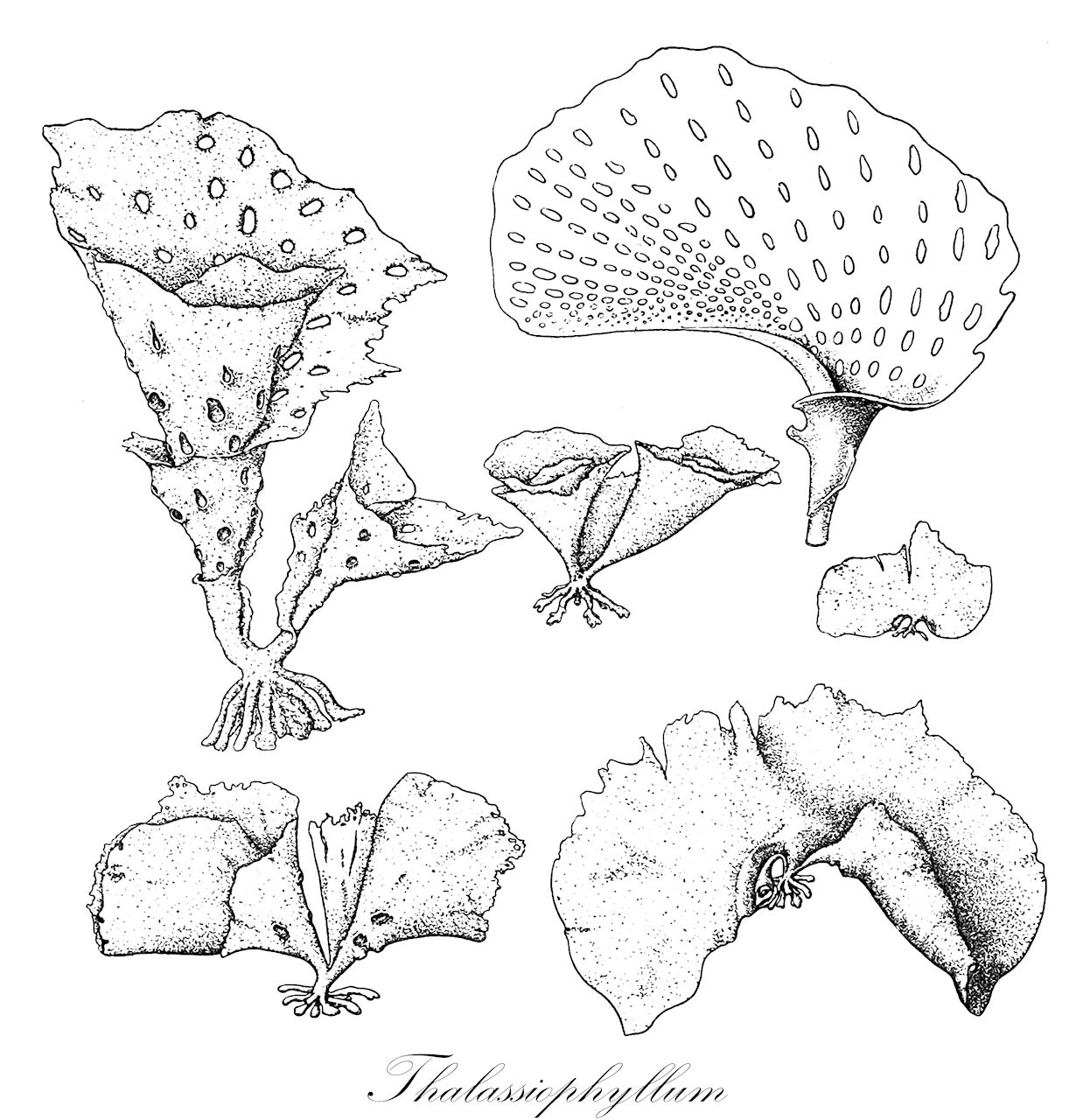 Thalassiophyllum - Costariaceae,Biota,Chromista,Ochrophyta,Phaeophyceae,Laminariales,Costariaceae,Thalassiophyllum