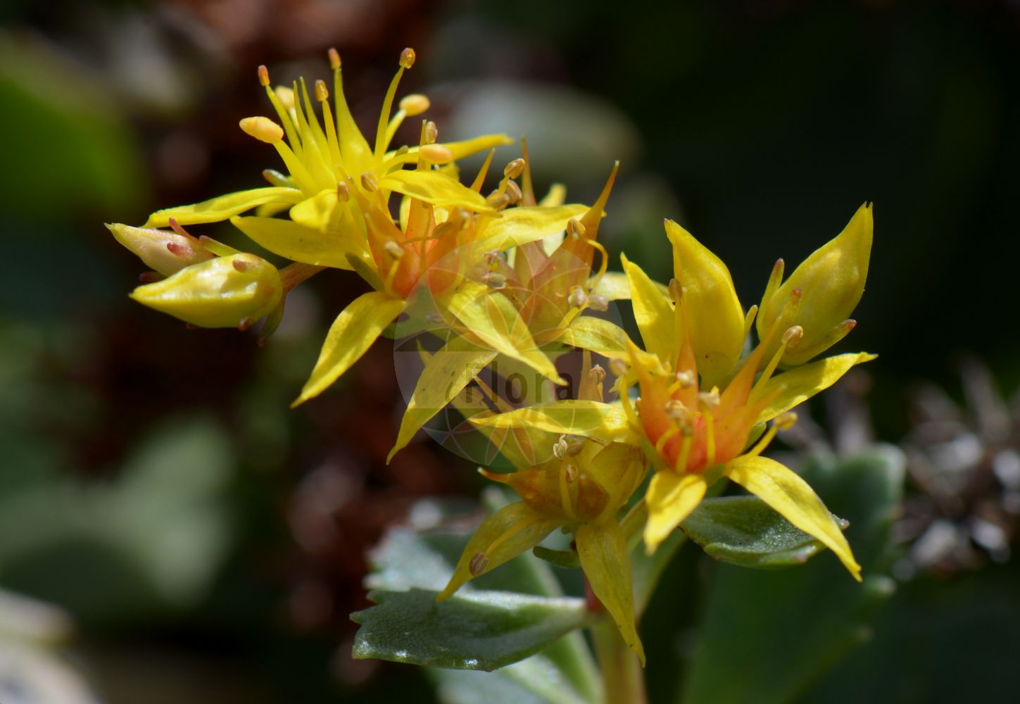 Phedimus kamtschaticus - Crassulaceae,Plantae,Pteridobiotina,Angiosperms,Saxifragales,Crassulaceae,Phedimus,Phedimus kamtschaticus,Aizopsis florifera, Aizopsis kamtschatica, Aizopsis kurilensis, Aizopsis takesimensis, Phedimus florifer, Phedimus floriferus, Phedimus takesimensis, Sedum aizoon subsp. kamtschaticum, Sedum floriferum, Sedum kamtschaticum, Sedum kamtschaticum subsp. ellacombeanum, Sedum kurilense, Sedum sikokianum subsp. kurilense