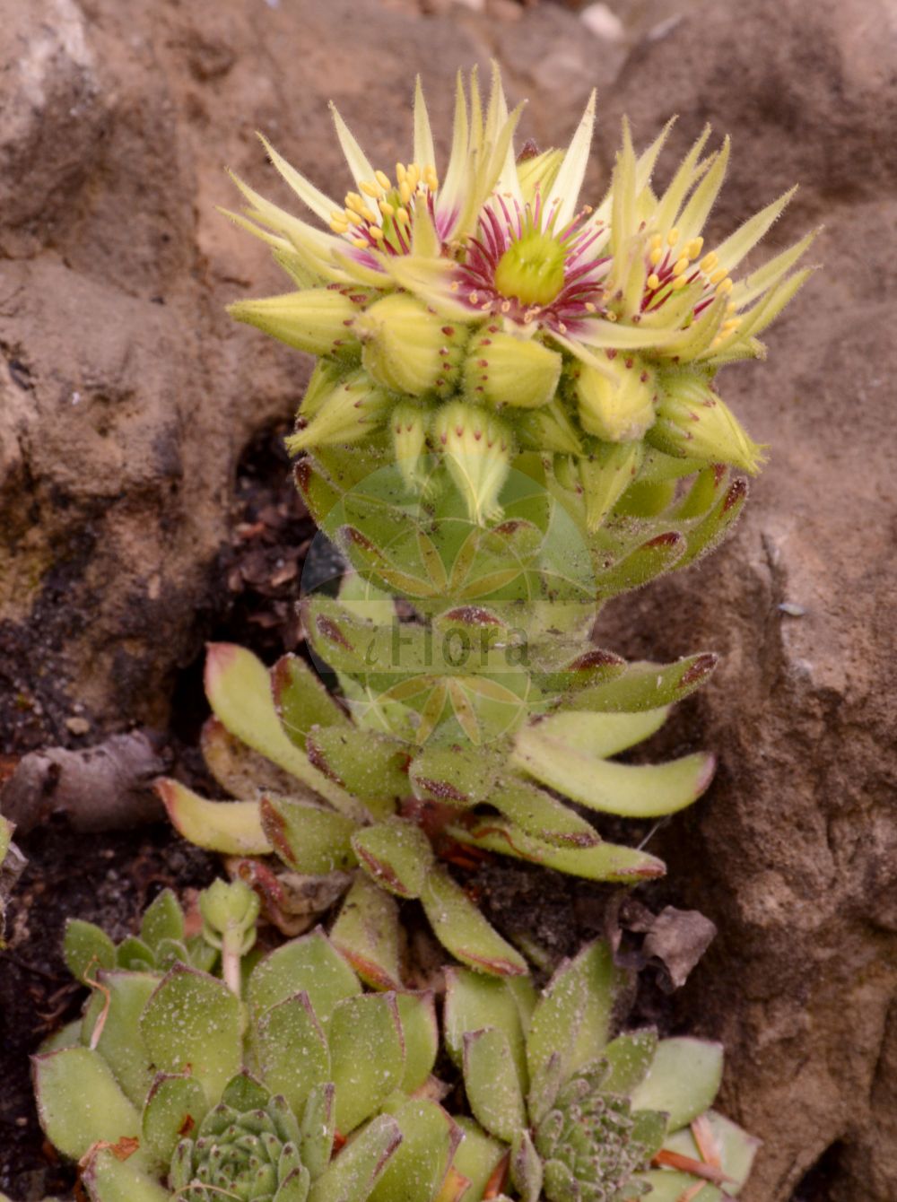 Hylotelephium anacampseros - Crassulaceae,Plantae,Pteridobiotina,Angiosperms,Saxifragales,Crassulaceae,Hylotelephium,Hylotelephium anacampseros,Anacampseros sempervirens, Sedum anacampseros, Sedum rotundifolium,Wund-Fetthenne;Rundblättrige Fetthenne;Rundblättriges Fettkraut;love-restoring stonecrop;Orpin anacampséros;orpin à feuilles rondes;orpin des infidèles;reprise de montagne;sédum anacampséros;Borracina anacampsero;anacampsero;очитник анакампсерос;очиток возвращающий любовь;седум возвращающий любовь;cirkelfetblad;heverő varjúháj;rozchodník vždyzelený;rozchodníkovec vždyzelený;podzimní jiskření