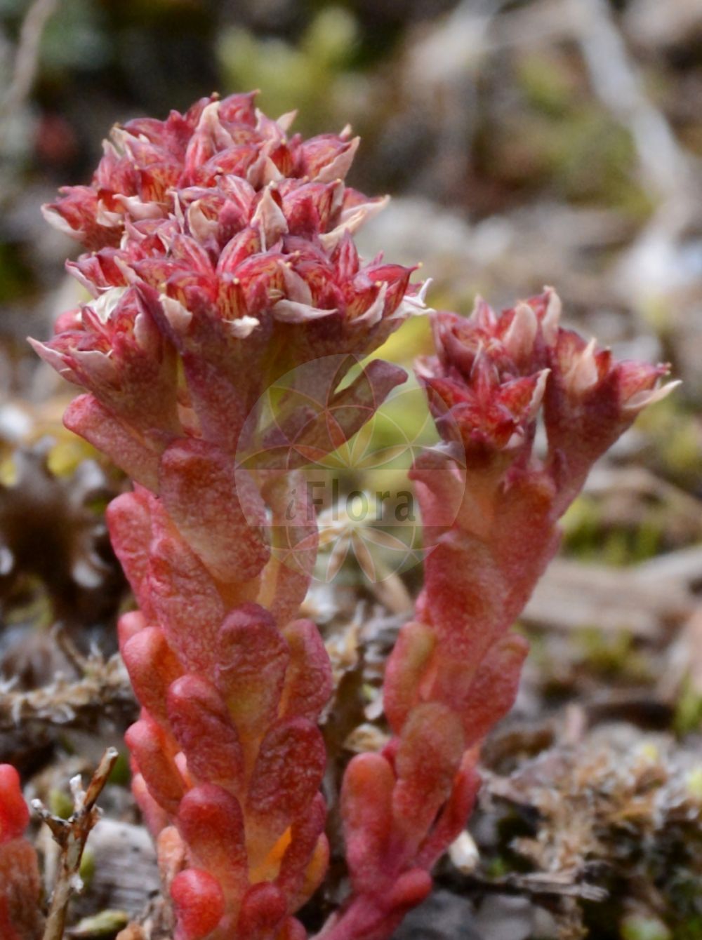 Sedum atratum - Crassulaceae,Plantae,Pteridobiotina,Angiosperms,Saxifragales,Crassulaceae,Sedum,Sedum atratum,Sedella atrata, Sedella carinthiaca, Sedum atratum subsp. carinthiacum, Sedum atratum var. carinthiacum, Sedum carinthiacum, Sedum erubescens, Sedum rivasgodayi,Dunkler Mauerpfeffer;Kärntner Mauerpfeffer;Schwärzliche Fetthenne;Dunkle Fetthenne;Schwarze Fetthenne;Kärntner Fetthenne;dark stonecrop;Orpin noirâtre;sédum noirâtre;Borracina verde-scura;очиток черноватый;crespinell fosc;crnkasti žednjak;rozchodnik czarniawy;črnikasta homulica;iIarbă de șoaldină;очиток чорнуватий;почерняваща тлъстига