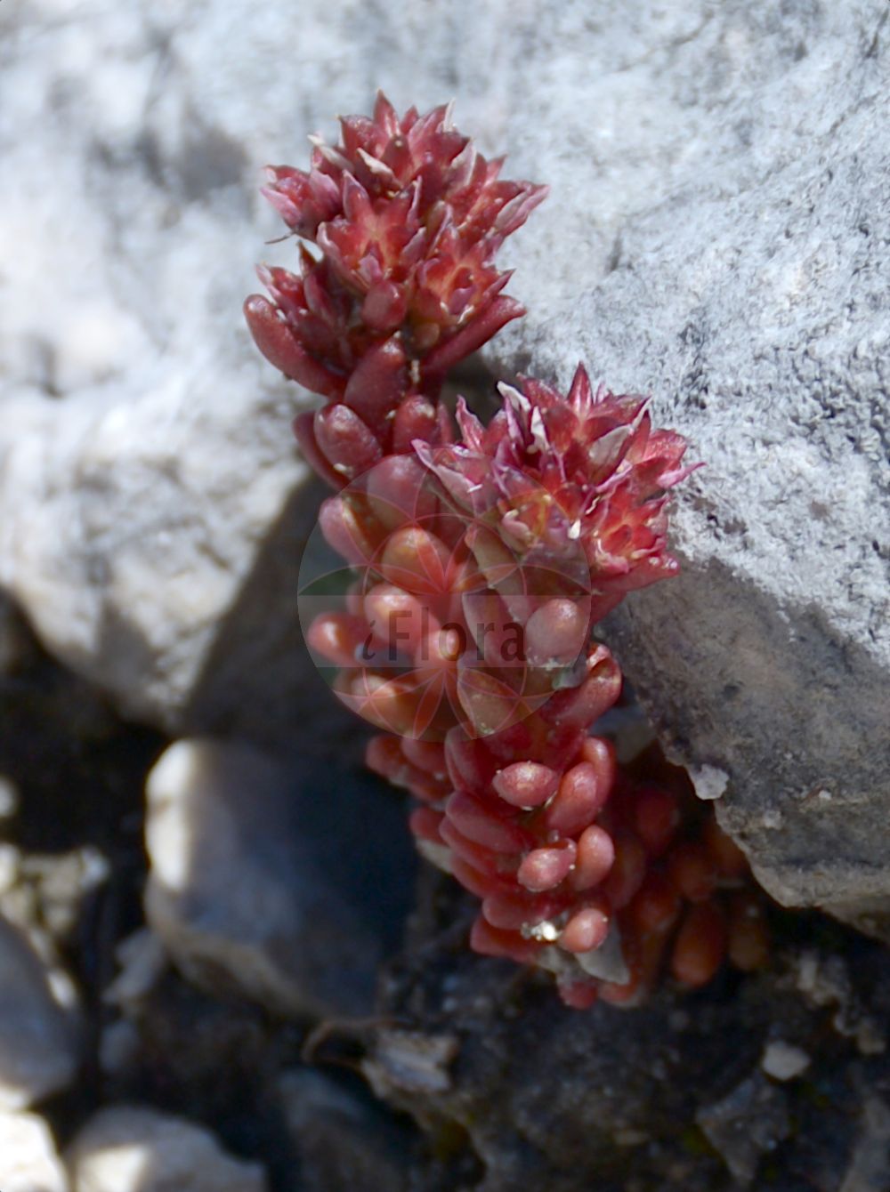 Sedum atratum - Crassulaceae,Plantae,Pteridobiotina,Angiosperms,Saxifragales,Crassulaceae,Sedum,Sedum atratum,Sedella atrata, Sedella carinthiaca, Sedum atratum subsp. carinthiacum, Sedum atratum var. carinthiacum, Sedum carinthiacum, Sedum erubescens, Sedum rivasgodayi,Dunkler Mauerpfeffer;Kärntner Mauerpfeffer;Schwärzliche Fetthenne;Dunkle Fetthenne;Schwarze Fetthenne;Kärntner Fetthenne;dark stonecrop;Orpin noirâtre;sédum noirâtre;Borracina verde-scura;очиток черноватый;crespinell fosc;crnkasti žednjak;rozchodnik czarniawy;črnikasta homulica;iIarbă de șoaldină;очиток чорнуватий;почерняваща тлъстига