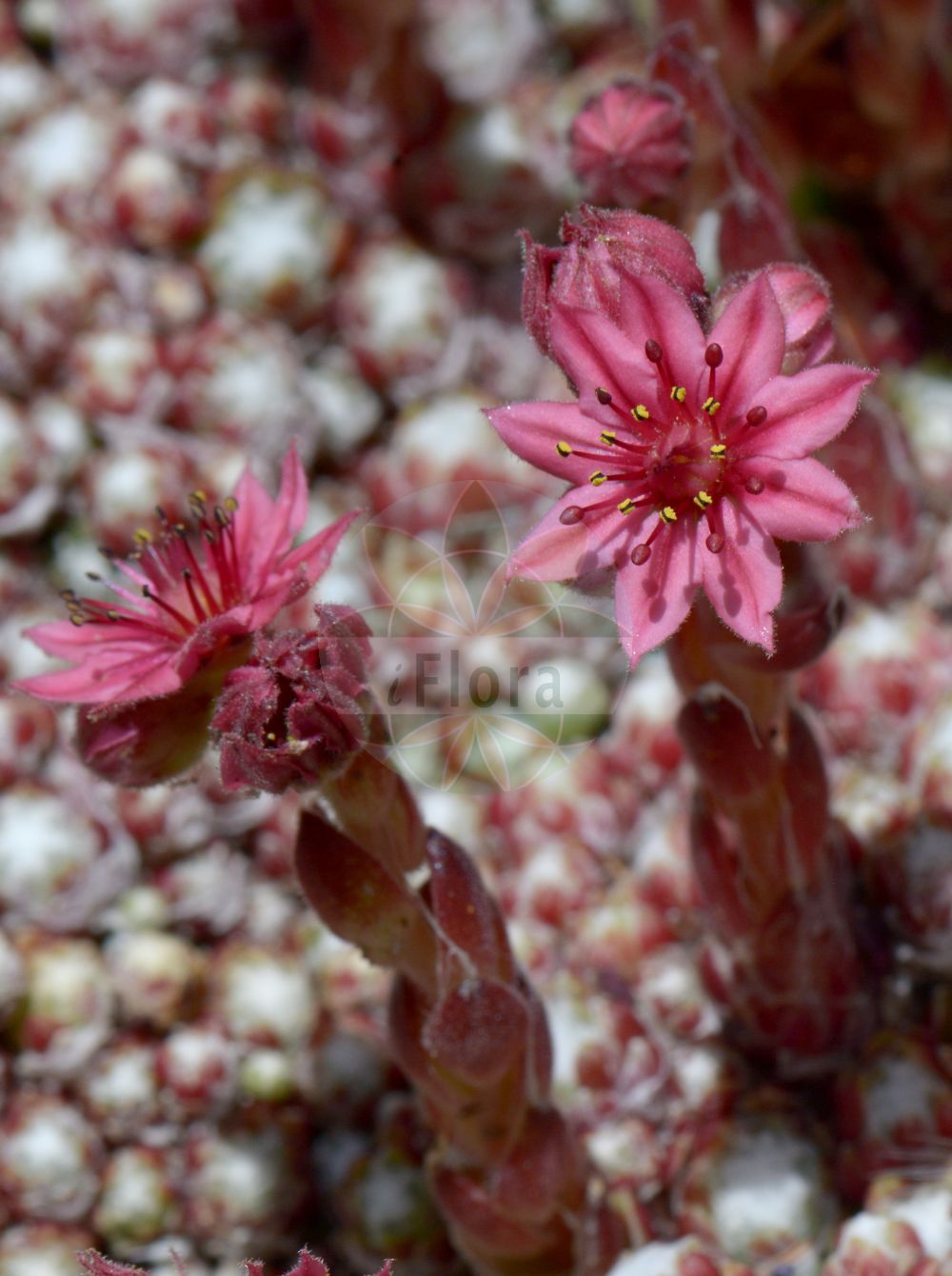 Sempervivum arachnoideum - Crassulaceae,Plantae,Pteridobiotina,Angiosperms,Saxifragales,Crassulaceae,Sempervivum,Sempervivum arachnoideum,Sedum arachnoideum, Sempervivum doellianum, Sempervivum heterotrichum, Sempervivum moggridgei, Sempervivum sanguineum,Spinnweb-Hauswurz;Spinnweben-Hauswurz;Echte Spinnweb-Hauswurz;cobweb house-leek;Joubarbe aranéeuse;joubarbe toile d'araignée;joubarbe à toile d'araignée;Semprevivo ragnateloso;spinnewebhuislook;молодило паутинистое;молодило паутинное;matafoc aracnoide;rojnik pajęczynowaty;senperubipamu;センペルビパム