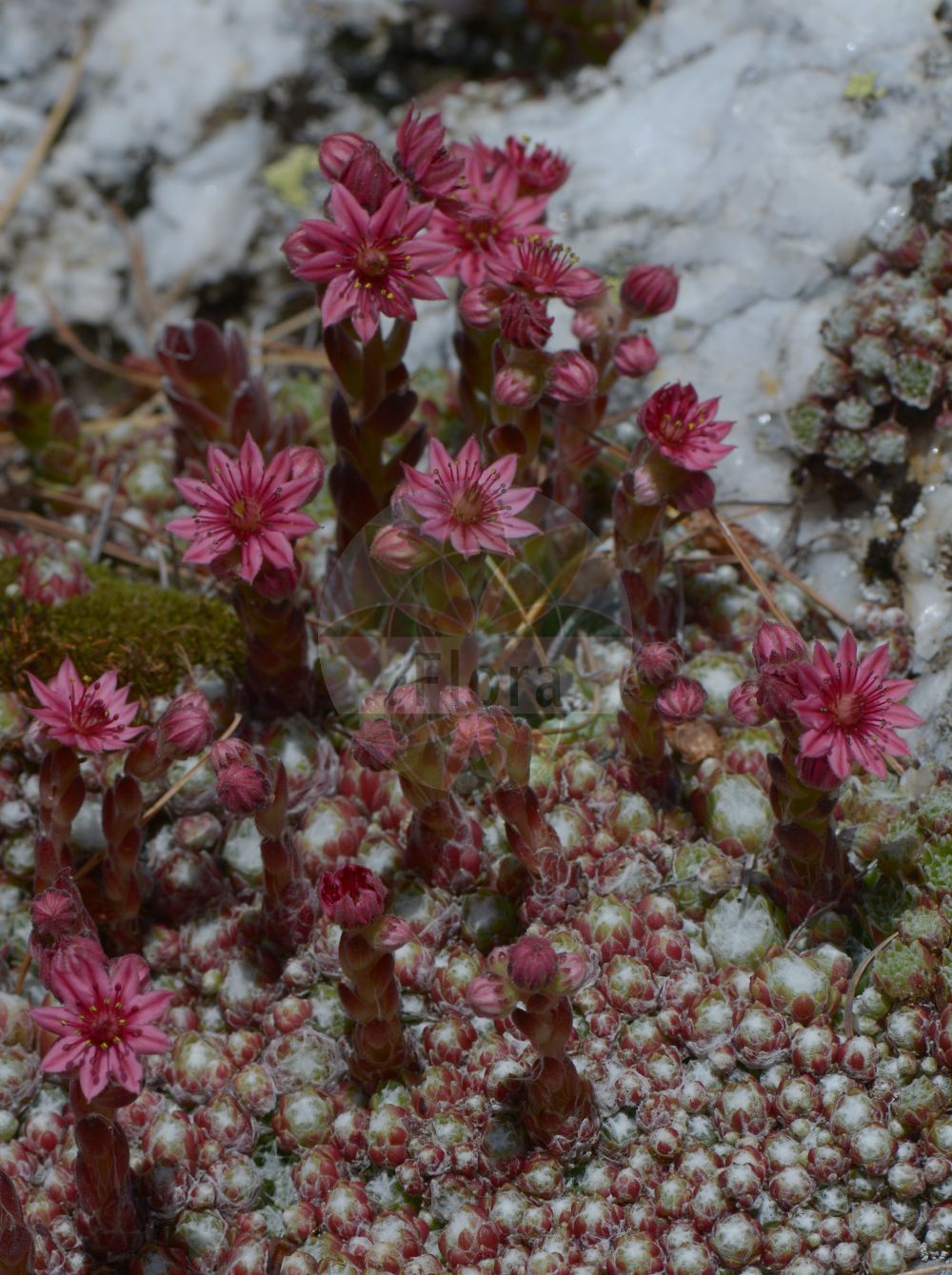 Sempervivum arachnoideum - Crassulaceae,Plantae,Pteridobiotina,Angiosperms,Saxifragales,Crassulaceae,Sempervivum,Sempervivum arachnoideum,Sedum arachnoideum, Sempervivum doellianum, Sempervivum heterotrichum, Sempervivum moggridgei, Sempervivum sanguineum,Spinnweb-Hauswurz;Spinnweben-Hauswurz;Echte Spinnweb-Hauswurz;cobweb house-leek;Joubarbe aranéeuse;joubarbe toile d'araignée;joubarbe à toile d'araignée;Semprevivo ragnateloso;spinnewebhuislook;молодило паутинистое;молодило паутинное;matafoc aracnoide;rojnik pajęczynowaty;senperubipamu;センペルビパム