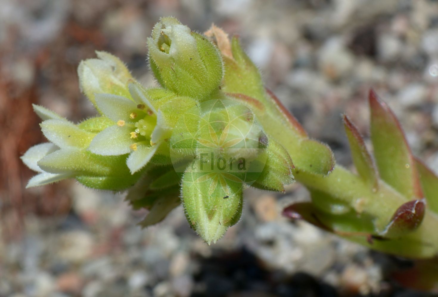 Sempervivum atlanticum - Crassulaceae,Plantae,Pteridobiotina,Angiosperms,Saxifragales,Crassulaceae,Sempervivum,Sempervivum atlanticum,Sempervivum tectorum subsp. atlanticum, Sempervivum tectorum var. atlanticum,joubarbe de l'Atlas