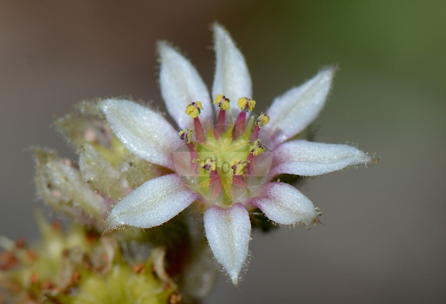 Sempervivum calcareum - Crassulaceae,Plantae,Pteridobiotina,Angiosperms,Saxifragales,Crassulaceae,Sempervivum,Sempervivum calcareum,Sempervivum columnare, Sempervivum greenii, Sempervivum racemosum,Kalk-Hauswurz;Kalkfels-Hauswurz;joubarbe du calcaire;semprevivo calcare;semprevivo del calcare;молодило известелюбивое;молодило известняковое