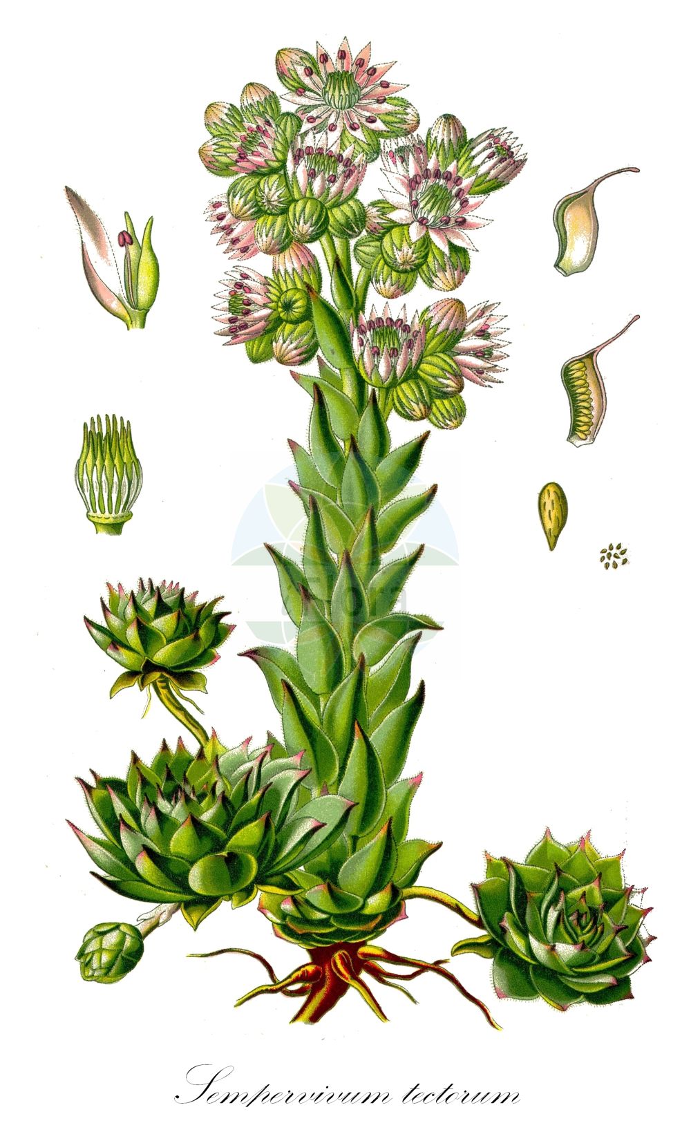 Sempervivum tectorum - Crassulaceae,Plantae,Pteridobiotina,Angiosperms,Saxifragales,Crassulaceae,Sempervivum,Sempervivum tectorum,Sedum majus, Sedum tectorum, Sempervivum acuminatum, Sempervivum adoxum, Sempervivum affine, Sempervivum alpinum, Sempervivum ambiguum, Sempervivum andreanum, Sempervivum beugesiacum, Sempervivum boissieri, Sempervivum boutignyanum, Sempervivum brachiatum, Sempervivum breviramum, Sempervivum brevistylum, Sempervivum celsicaule, Sempervivum clusianum, Sempervivum compactum, Sempervivum crassifolium, Sempervivum decoloratum, Sempervivum fuscum, Sempervivum glaucum, Sempervivum juratense, Sempervivum laetevirens, Sempervivum lamottei, Sempervivum luxurians, Sempervivum maitrea, Sempervivum majus, Sempervivum mettenianum, Sempervivum obovatum, Sempervivum pallescens, Sempervivum pallidum, Sempervivum praestabile, Sempervivum pulverulentum, Sempervivum purpurascens, Sempervivum rhenanum, Sempervivum rhodanicum, Sempervivum rigidum, Sempervivum robustum, Sempervivum royanum, Sempervivum rupestre, Sempervivum sabaudum, Sempervivum saxosum, Sempervivum schottii, Sempervivum seusanum, Sempervivum speciosum, Sempervivum spectabile, Sempervivum tectorum var. andreanum, Sempervivum tectorum var. rhenanum, Sempervivum trifurcum, Sempervivum triste, Sempervivum validum, Sempervivum venustum, Sempervivum violascens,Dach-Hauswurz;Dachwurz;Echte Hauswurz;Gewöhnliche Hauswurz;Alpen-Dachhauswurz;house-leek;common houseleek;hen-and-chickens;Joubarbe des toits;grande joubarbe;herbe du tonnerre;joubarbe des Alpes;alcachofera de gatos;barba de Júpiter;hierba de todo el año;hierba puntera;piñuela;siempreviva mayor;zurracayoye;Semprevivo maggiore;donderblad;живучка кровельная;молодило кровельное;скояки;burgull;matafoc comé;planinska čuvarkuća;taklök;rojnik murowy;navadni netresk;fali kövirózsa;netřesk střešní;skalnica strechová;молодило покрівельне