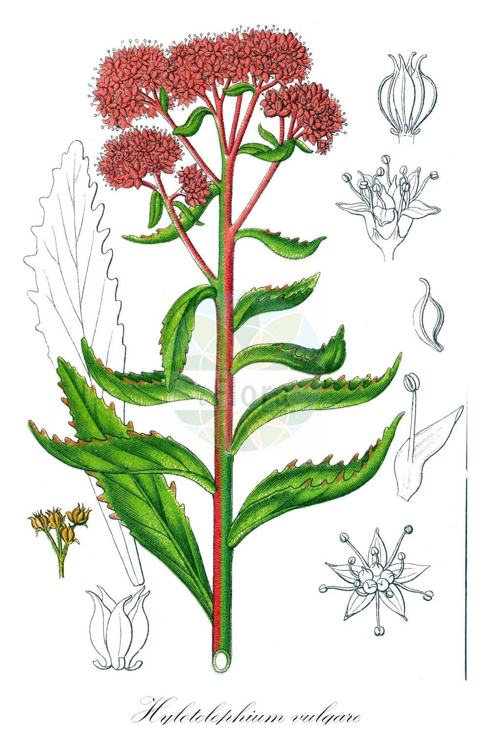 Hylotelephium telephium - Crassulaceae,Plantae,Pteridobiotina,Angiosperms,Saxifragales,Crassulaceae,Hylotelephium,Hylotelephium telephium,Anacampseros albicans, Anacampseros albida, Anacampseros arguta, Anacampseros aurigerana, Anacampseros beugesiaca, Anacampseros borderi, Anacampseros buxicola, Anacampseros conferta, Anacampseros convexa, Anacampseros dumeticola, Anacampseros julliana, Anacampseros lapidicola, Anacampseros livida, Anacampseros lugdunensis, Anacampseros monticulorum, Anacampseros navieri, Anacampseros praecelsa, Anacampseros purpurea, Anacampseros pycnantha, Anacampseros repens, Anacampseros rhodanensis, Anacampseros rubella, Anacampseros rupifraga, Anacampseros saxifraga, Anacampseros subalbida, Anacampseros triphylla, Anacampseros viridula, Anacampseros vogesiaca, Anacampseros vulgaris, Hylotelephium argutum subsp. carpaticum, Hylotelephium borderi, Hylotelephium carpaticum, Hylotelephium decumbens, Hylotelephium jullianum, Hylotelephium maritimum, Hylotelephium mongolicum, Hylotelephium mugodsharicum, Hylotelephium parvistamineum, Hylotelephium purpureum, Hylotelephium sanguineum, Hylotelephium triphyllum, Hylotelephium vulgare, Hylotelephium zhiguliense, Sedum albicans, Sedum arduennense, Sedum bohuslawii, Sedum borderi, Sedum brunfelsii, Sedum bulliardi, Sedum callayanum, Sedum carioni, Sedum carpaticum, Sedum controversum, Sedum corymbiferum, Sedum erythromelanum, Sedum fabaria var. mongolica, Sedum grandidentatum, Sedum guestphalicum, Sedum haematodeum, Sedum jullianum, Sedum lactifolium, Sedum lividum, Sedum lobelii, Sedum lugdunense, Sedum maritimum, Sedum maximum subsp. fabaria, Sedum mugodscharicum, Sedum occidentale, Sedum parvistamineum, Sedum purpurascens, Sedum purpureum, Sedum rhodanense, Sedum rubellum, Sedum sanguineum, Sedum serotinum, Sedum telephium, Sedum telephium f. purpureum, Sedum telephium subsp. fabaria, Sedum telephium subsp. purpureum, Sedum telephium var. purpurascens, Sedum telephium var. purpureum, Sedum thirkeanum, Sedum thyrsoideum, Sedum triphyllum, Sedum viridulum, Sedum vogesiacum, Sedum vulgare,Rote Fetthenne;Purpur-Fetthenne;Purpurrotes Riesen-Fettkraut;Riesen-Fettkraut;Berg-Fetthenne;Purpur-Waldfetthenne;orpine;live-forever;vit-toujours;witches'-moneybags;live-forever stonecrop;livelong;witch's moneybags;Grand orpin;Orpin reprise;herbe à la coupure;grassette;herbe aux charpentiers;herbe de Saint Jean;joubarbe des vignes;orpin téléphium;reprise;sédum reprise;crasula mayor;hierba callera;balsamina;chupamaterias;col podrida;corregüel;curalotodo;hojas de fuego;matafuegos;Borracina maggiore;erba di San Giovanni;hemelsleutel;заячья капуста;ложноочиток пурпурный;ложноочиток трёхлистный;очипок;очитник пурпурный;очитник пурпуровый;очитник трёхлистный;очиток болйшой;очиток заячья капуста;очиток пурпурный;очиток пурпуровый;mandakulağı;rrushqyqe;rrushqyqe e madhe;fabària;babin tobolac;kärleksört;röd kärleksört;rød sankthansurt;bablevelű fű;bablevelű varjúháj;rozchodník nachový;rozchodník veliký;rozchodníkovec nachový;iarbă de urechi;rozchodník nachový;rozchodníkovec najväčší;очиток пурпуровий;verev kukehari;čīkstuļu laimiņš;parastā čīkstene;isomaksaruoho;бобовник;бобовњак;raudonasis šilokas