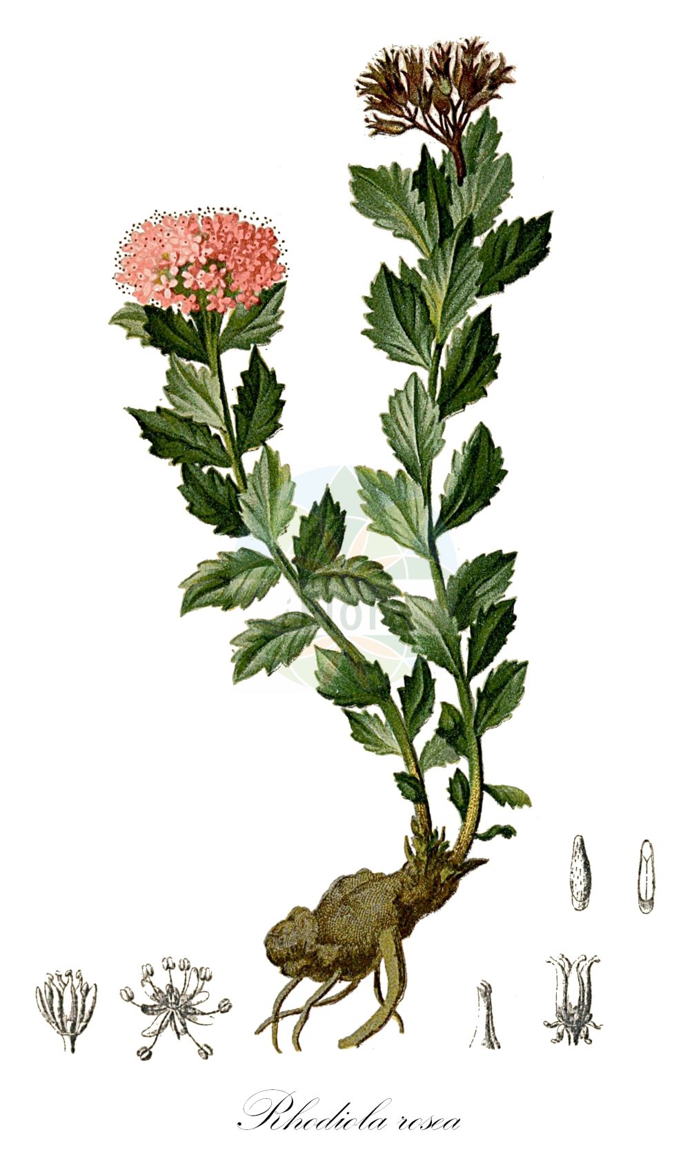 Rhodiola rosea - Crassulaceae,Plantae,Pteridobiotina,Angiosperms,Saxifragales,Crassulaceae,Rhodiola,Rhodiola rosea,Rhodia officinarum, Rhodiola arctica, Rhodiola borealis, Rhodiola elongata, Rhodiola hideoi, Rhodiola imbricata, Rhodiola iremelica, Rhodiola krivochizhinii, Rhodiola maxima, Rhodiola minor, Rhodiola odora, Rhodiola odorata, Rhodiola roanensis, Rhodiola rosea subsp. arctica, Rhodiola rosea subsp. borealis, Rhodiola rosea subsp. elongata, Rhodiola rosea subsp. krivochizhinii, Rhodiola rosea subsp. roanensis, Rhodiola rosea subsp. sachalinensis, Rhodiola rosea subsp. tachiroi, Rhodiola rosea var. scopolii, Rhodiola sachalinensis, Rhodiola scopolii, Rhodiola sibirica, Rhodiola tachiroei, Rhodiola telephioides, Sedum altaicum, Sedum arcticum, Sedum caerulans, Sedum elongatum, Sedum imbricatum, Sedum rhodiola, Sedum rhodiola var. crispum, Sedum rhodiola var. dentatum, Sedum rhodiola var. humile, Sedum rhodiola var. involucratum, Sedum rhodiola var. lanceolatum, Sedum rhodiola var. latifolium, Sedum rhodiola var. oblongum, Sedum rhodiola var. ovatum, Sedum rhodiola var. pumilum, Sedum rhodiola var. tenuifolium, Sedum rhodiola var. viride, Sedum rhodiola var. vulgare, Sedum rhodioloides, Sedum roanense, Sedum rosea subsp. arcticum, Sedum rosea var. roanense, Sedum rosea var. tachiroi, Sedum roseum, Sedum sachalinense, Tetradium odoratum, Tolmachevia krivochzhinii,Echte Rosenwurz;Rosenwurz;roseroot;rosewort;king's crown;roseroot stonecrop;golden root;Orpin rose;Rodiola rosea;золотой корень;родиола Кривохижина;родиола розовая;родиола северная;ružičasti žednjak;iwabenkei;イワベンケイ;navadni rožni koren;százévesek gyökere;rozchodnice růžová;rozchodnica ružová;родіола рожева;златовръх;burnirót;hóng jǐng tiān;红景天