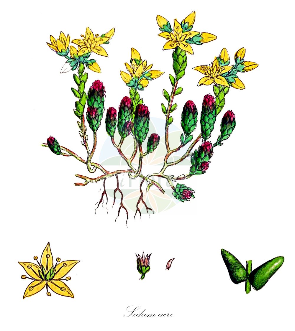 Sedum acre - Crassulaceae,Plantae,Pteridobiotina,Angiosperms,Saxifragales,Crassulaceae,Sedum,Sedum acre,Sedum acre subsp. neglectum, Sedum acre var. robustum, Sedum drucei, Sedum erectum, Sedum glaciale, Sedum krajinae, Sedum neglectum, Sedum procumbens, Sedum robustum, Sedum wettsteinii, Sedum zlatiborense,Scharfer Mauerpfeffer;biting stonecrop;mossy stonecrop;orpin âcre;golden carpet;pepper stonecrop;wall pepper;goldmoss stonecrop;Orpin âcre;Poivre de muraille;orpin brûlant;poivre des murailles;sédum âcre;vermiculaire;siempreviva menor;siempreviva picante;crespinell picant;racimillo;pan de cuco;uvas de gato;pampajarito;pimienta de muros;platanetas;sedo picante;uña de gato;uva de gato;Borracina acre;pepe dei muri;borraccina;erba pignola;muurpeper;uva-decão;uva-de-cão;erva-de-cão;erva-de-cão-maior;vermicularia;очиток едкий;acı damkoruğu;rrushqyqe;rrushqyqe e athët;crespinell groc;šiljati žednjak;gul fetknopp;bidende stenurt;rozchodnik ostry;ostra humulica;adriai varjúháj;borsos varjúháj;rozchodník ostrý;iarbă de șoaldină;rozchodník prudký;очиток їдкий;лютива тлъстига;harilik kukehari;kodīgais laimiņš;bitterbergknapp;keltamaksaruoho;helluhnoðri;жедњак;јарић;aitrusisi šilokas;κουκουστάφιλλο