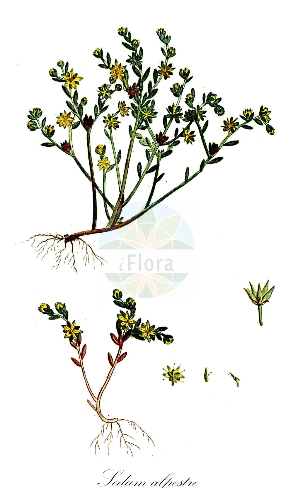 Sedum alpestre - Crassulaceae,Plantae,Pteridobiotina,Angiosperms,Saxifragales,Crassulaceae,Sedum,Sedum alpestre,Sedum guetardi, Sedum repens, Sedum saxatile, Sedum scheuchzeri,Alpen-Mauerpfeffer;Alpen-Fetthenne;alpine stonecrop;Orpin des Alpes;orpin alpestre;sédum alpestre;uña de gato alpina;Borracina alpestre;очиток альпийский;dağkoruğu;rrushqyqe;crespinell alpestre;planinski žednjak;rozchodnik alpejski;planinska homulica;havasi varjúháj;rozchodník horský;rozchodník skalný;очиток альпійський;субалпийска тлъстига