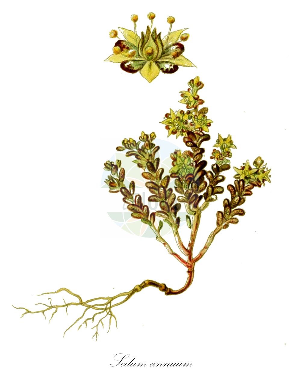 Sedum annuum - Crassulaceae,Plantae,Pteridobiotina,Angiosperms,Saxifragales,Crassulaceae,Sedum,Sedum annuum,Etiosedum annuum, Oreosedum hewittii, Sedum aestivum, Sedum hewittii, Sedum oederi, Sedum parnassicum, Sedum rupestre, Sedum zollikoferi,Einjähriger Mauerpfeffer;Einjährige Fetthenne;annual stonecrop;Orpin annuel;sédum annuel;Borracina annua;очиток однолетний;bir damkoruğu;rrushqyqe;crespinell anual;jednogodišnji žednjak;liten fetknopp;liden stenurt;enoletna homulica;egyéves varjúháj;rozchodník roční;rozchodník ročný;очиток однорічний;костова тлъстига;skriðuhnoðri