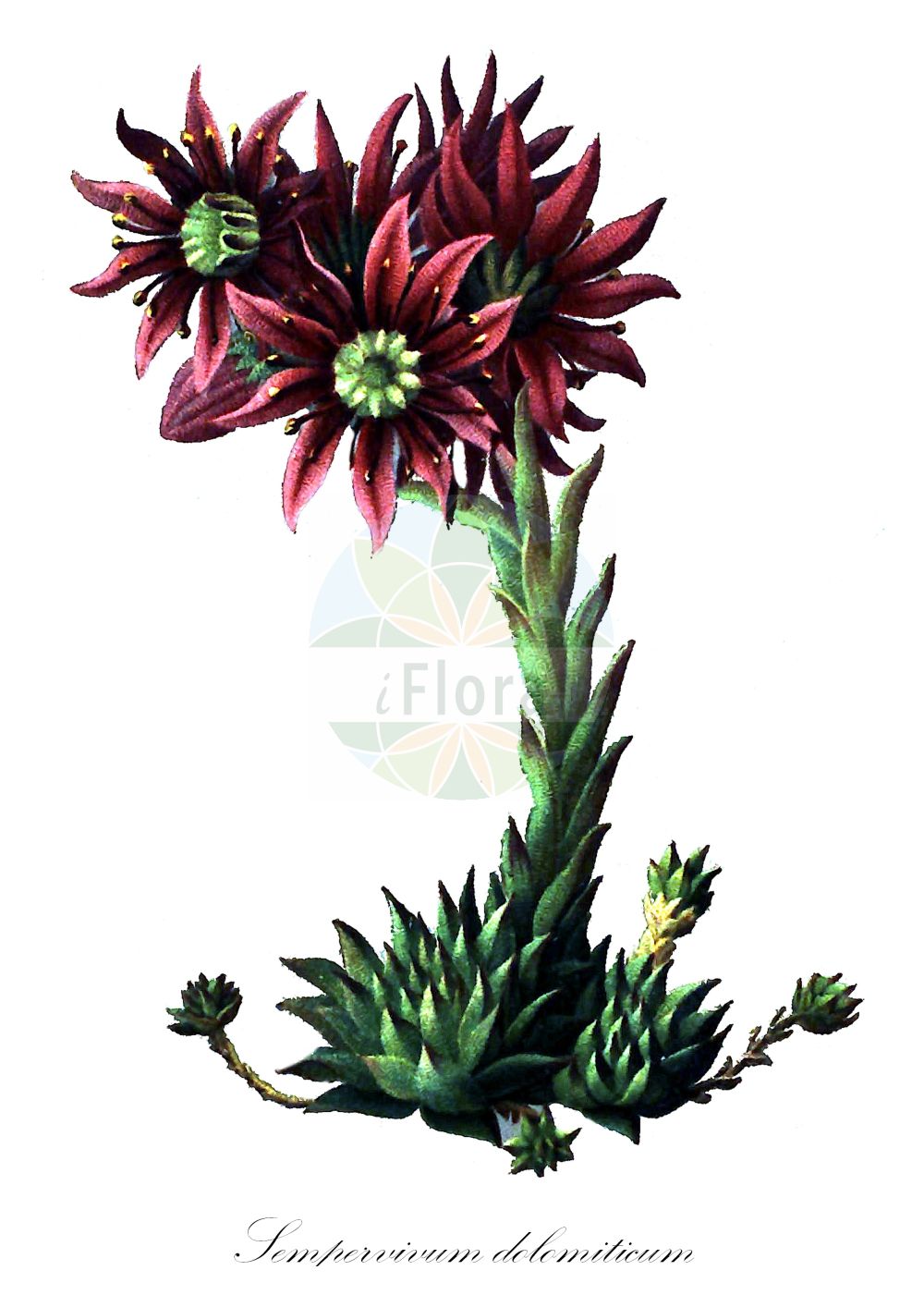 Sempervivum dolomiticum - Crassulaceae,Plantae,Pteridobiotina,Angiosperms,Saxifragales,Crassulaceae,Sempervivum,Sempervivum dolomiticum,Sempervivum lehmannii,Dolomiten-Hauswurz;semprevivo delle Dolomiti;молодило доломитовое;čuvarkuća