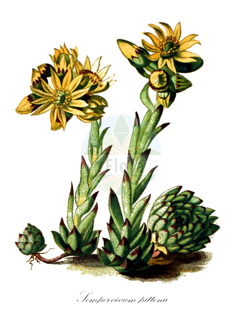 Sempervivum pittonii - Crassulaceae,Plantae,Pteridobiotina,Angiosperms,Saxifragales,Crassulaceae,Sempervivum,Sempervivum pittonii,Serpentin-Hauswurz;молодило Питтона