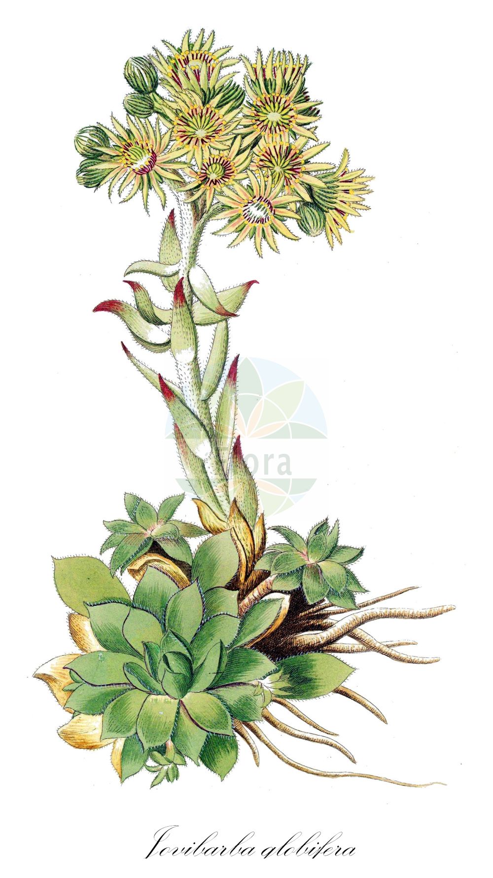 Sempervivum globiferum - Crassulaceae,Plantae,Pteridobiotina,Angiosperms,Saxifragales,Crassulaceae,Sempervivum,Sempervivum globiferum,Diopogon globifer, Diopogon hirtus subsp. borealis, Jovibarba globifera, Jovibarba hirta subsp. borealis, Jovibarba hirta subsp. borealis, Jovibarba sobolifera, Sedum globiferum, Sedum soboliferum, Sempervivum soboliferum,Sprossende Fransen-Hauswurz;Sprossender Donarsbart;Jupiterbart;Sprossende Fransenhauswurz;Donarsbart;Fransenhauswurz;rolling hen-and-chicks;joubarbe des sables;бородник шариконосный;бородник шароносный;молодило отпрысковое;молодило побегоносное;молодило шароносное;молодило шарообразное;молодильник шароносный;gelindüğmesi;jovibarba;hammarbytaklök;taklök;rojniczek pospolity;rojnik pospolity;rojownik pospolity;gömbös kövirózsa;netřesk výběžkatý;netřeskovec výběžkatý;skalničník guľkovitý;борідник паростковий;võsu-liivsibul;atvasu saulrietenis;pallomehiparta;šilinė perkūnropė