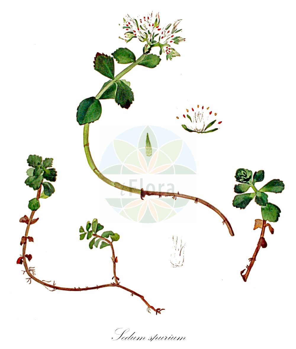 Phedimus spurius - Crassulaceae,Plantae,Pteridobiotina,Angiosperms,Saxifragales,Crassulaceae,Phedimus,Phedimus spurius,Anacampseros ciliaris, Anacampseros dentata, Anacampseros spuria, Asterosedum spurium, Crassula crenata, Phedimus crenatus, Sedum ciliare, Sedum congestum, Sedum crenatum, Sedum dentatum, Sedum denticulatum, Sedum involucratum, Sedum lazicum, Sedum oppositifolium, Sedum spurium, Spathulata spuria,Zweifelhafte Fetthenne;Kaukasus-Fetthenne;Unechte Fetthenne;Kaukasus-Fettkraut;Kaukasus-Asienfetthenne;caucasian-stonecrop;caucasian stonecrop;orpin bâtard;two-row stonecrop;Orpin bâtard;sédum bâtard;sédum à stolons;Borracina caucasica;roze vetkruid;очиток ложный;федимус неясный;al pisikulağı;kaukasiskt fetblad;rød stenurt;rozchodnik kaukaski;neprava homulica;Kaukázusi varjúháj;rozchodník pochybný;tlusták pochybný;rozchodník pochybný;очиток несправжній;лъжлива тлъстига