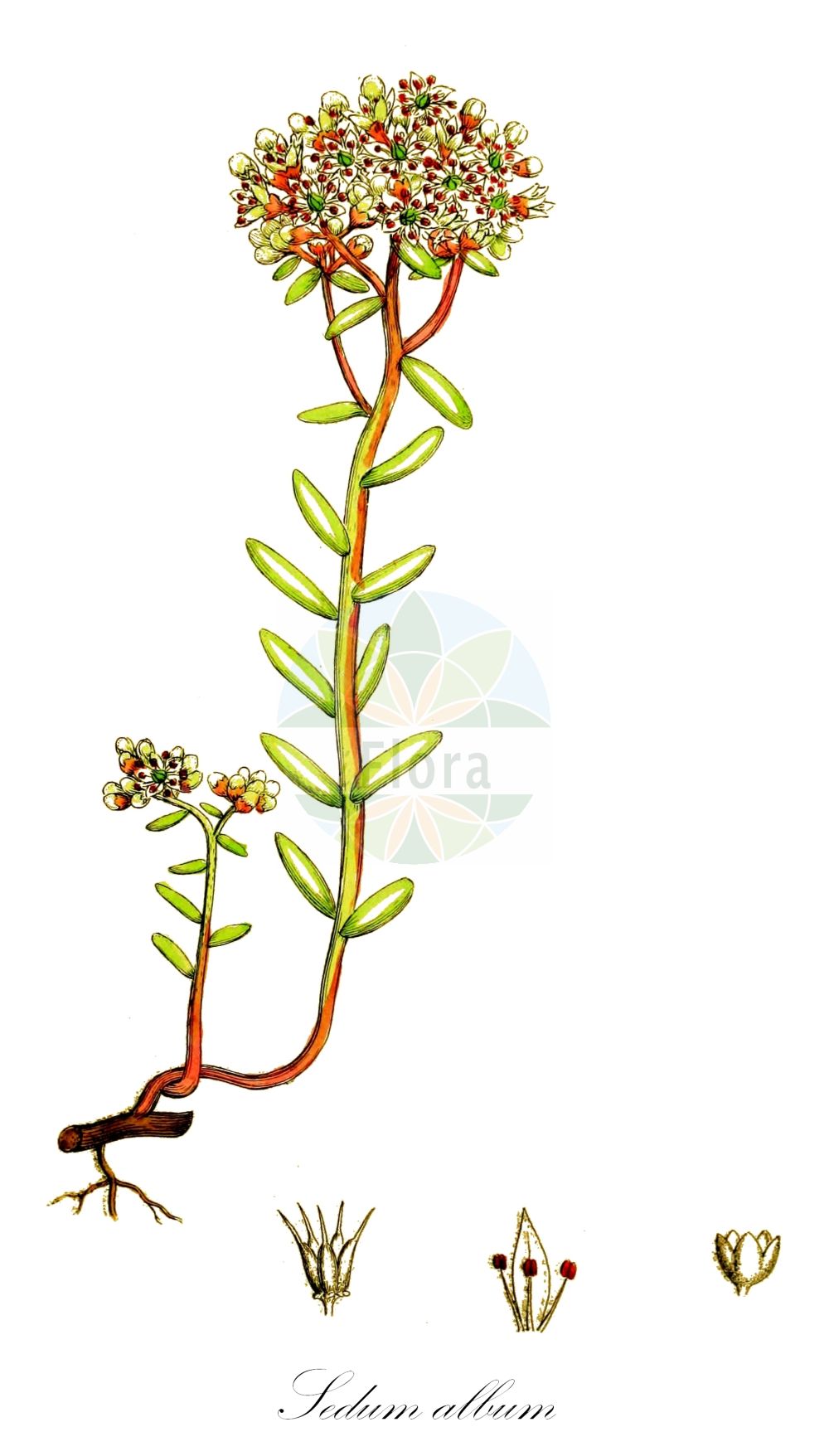 Sedum album - Crassulaceae,Plantae,Pteridobiotina,Angiosperms,Saxifragales,Crassulaceae,Sedum,Sedum album,Leucosedum album, Oreosedum album, Oreosedum album subsp. micranthum, Oreosedum album var. micranthum, Oreosedum serpentini, Sedum albellum, Sedum album subsp. micranthum, Sedum angulatum, Sedum athoum, Sedum balticum, Sedum chrisianum, Sedum clusianum, Sedum gombertii, Sedum micranthum, Sedum muleyanum, Sedum serpentini, Sedum teretifolium, Sedum turgidum, Sedum vermiculare, Sedum vermiculifolium,Weißer Mauerpfeffer;Weiße Fetthenne;white stonecrop;Orpin blanc;vermiculaire;orpin à petites fleurs;sédum à petites fleurs;sédum blanc;trique-madame;siempreviva menor blanca;gallina con pollos;crespinell blanc;arroz;pampajarito grana;platanicos;siempreviva menor bianca;uña de gato;uva de gato;uva de perro;vermicularia;Borracina bianca;Erba pignola;Pinochiella;erba granellosa;erba da calli;pinocchiella;wit vetkruid;cachos-de-rato;arroz-de-telhados;pinhoes-de-rato;arroz-dos-telhados;pinhäes-de-rato;очиток белый;çobankavurgası;rrushqyqe;rrushqyqe e bardhë;crespinell blanc;bijeli žednjak;vit fetknopp;hvid stenurt;rozchodnik biały;bela homulica;fehér varjúháj;rozchodník bílý;iarba faptului;rozchodník biely;очиток білий;бяла тлъстига;valge kukehari;baltais laimiņš;kvitbergknapp;valkomaksaruoho;baltažiedis šilokas