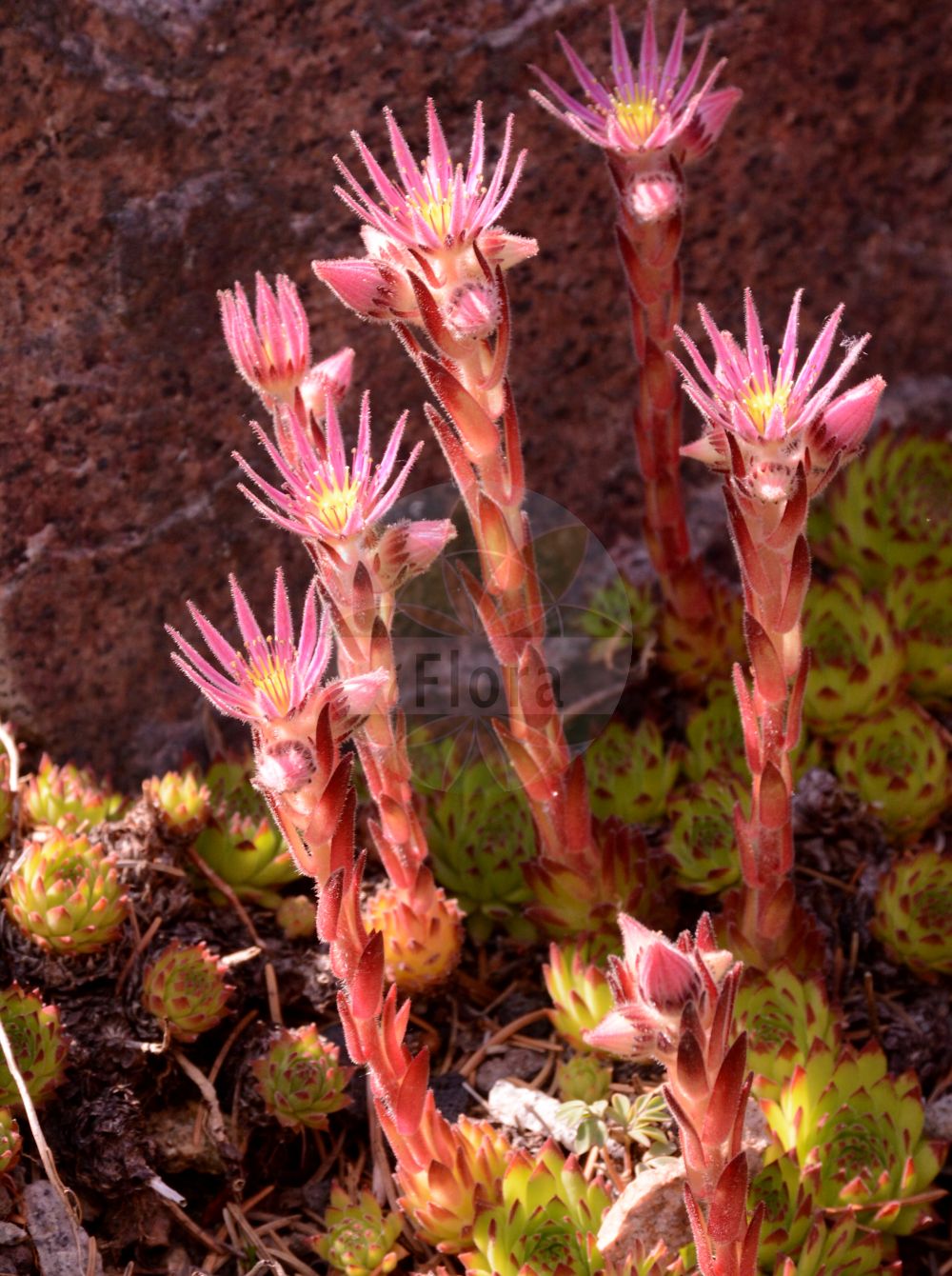 Sempervivum montanum subsp. stiriacum - Crassulaceae,Plantae,Pteridobiotina,Angiosperms,Saxifragales,Crassulaceae,Sempervivum,Sempervivum montanum,Sempervivum montanum subsp. stiriacum,Sempervivum braunii, Sempervivum stiriacum,Steirische Berg-Hauswurz