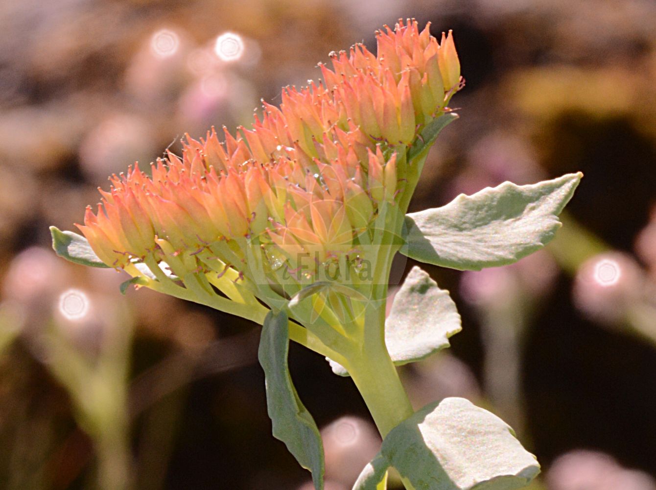 Rhodiola rosea - Crassulaceae,Plantae,Pteridobiotina,Angiosperms,Saxifragales,Crassulaceae,Rhodiola,Rhodiola rosea,Rhodia officinarum, Rhodiola arctica, Rhodiola borealis, Rhodiola elongata, Rhodiola hideoi, Rhodiola imbricata, Rhodiola iremelica, Rhodiola krivochizhinii, Rhodiola maxima, Rhodiola minor, Rhodiola odora, Rhodiola odorata, Rhodiola roanensis, Rhodiola rosea subsp. arctica, Rhodiola rosea subsp. borealis, Rhodiola rosea subsp. elongata, Rhodiola rosea subsp. krivochizhinii, Rhodiola rosea subsp. roanensis, Rhodiola rosea subsp. sachalinensis, Rhodiola rosea subsp. tachiroi, Rhodiola rosea var. scopolii, Rhodiola sachalinensis, Rhodiola scopolii, Rhodiola sibirica, Rhodiola tachiroei, Rhodiola telephioides, Sedum altaicum, Sedum arcticum, Sedum caerulans, Sedum elongatum, Sedum imbricatum, Sedum rhodiola, Sedum rhodiola var. crispum, Sedum rhodiola var. dentatum, Sedum rhodiola var. humile, Sedum rhodiola var. involucratum, Sedum rhodiola var. lanceolatum, Sedum rhodiola var. latifolium, Sedum rhodiola var. oblongum, Sedum rhodiola var. ovatum, Sedum rhodiola var. pumilum, Sedum rhodiola var. tenuifolium, Sedum rhodiola var. viride, Sedum rhodiola var. vulgare, Sedum rhodioloides, Sedum roanense, Sedum rosea subsp. arcticum, Sedum rosea var. roanense, Sedum rosea var. tachiroi, Sedum roseum, Sedum sachalinense, Tetradium odoratum, Tolmachevia krivochzhinii,Echte Rosenwurz;Rosenwurz;roseroot;rosewort;king's crown;roseroot stonecrop;golden root;Orpin rose;Rodiola rosea;золотой корень;родиола Кривохижина;родиола розовая;родиола северная;ružičasti žednjak;iwabenkei;イワベンケイ;navadni rožni koren;százévesek gyökere;rozchodnice růžová;rozchodnica ružová;родіола рожева;златовръх;burnirót;hóng jǐng tiān;红景天
