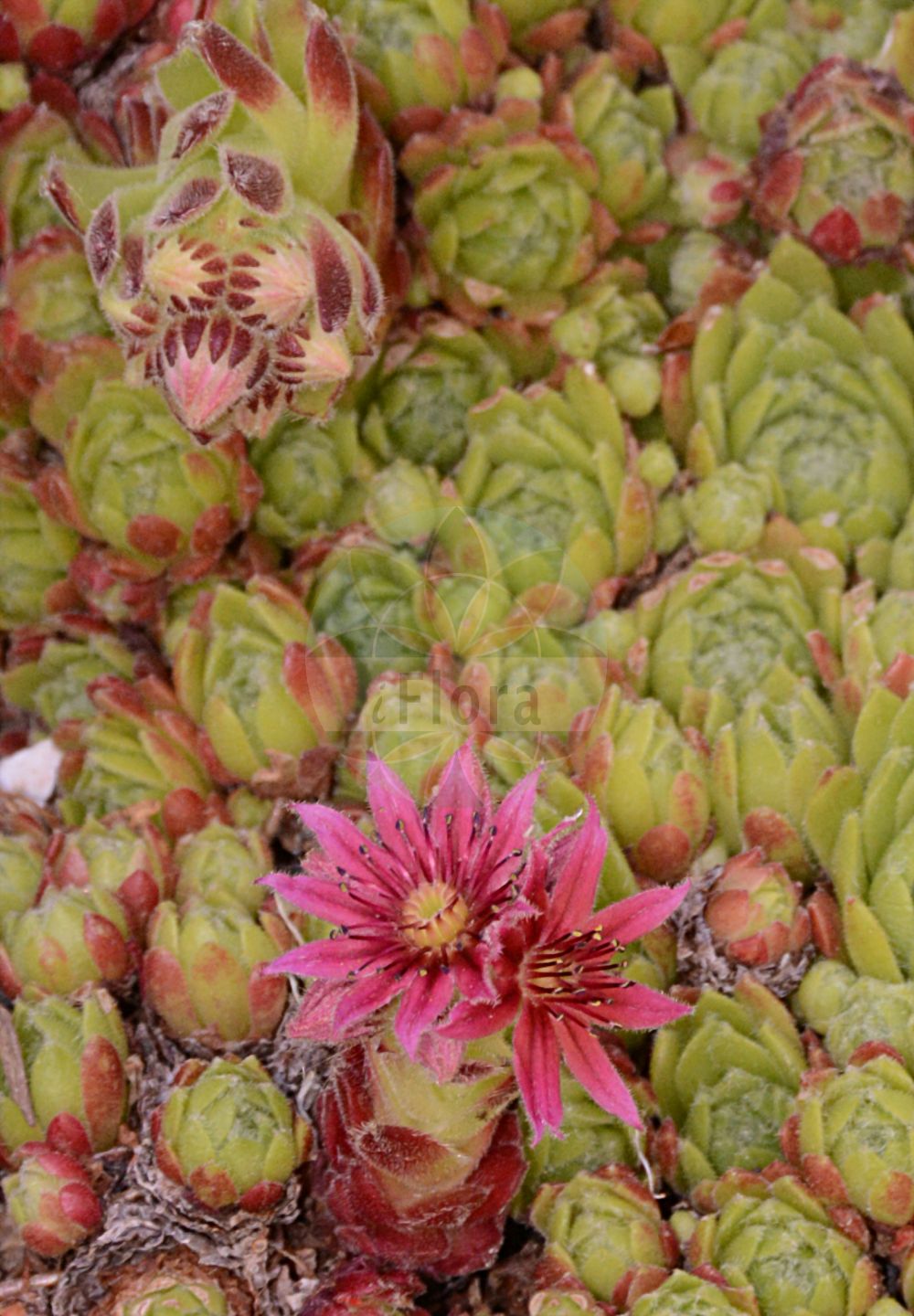 Sempervivum - Crassulaceae,Biota,Plantae,Pteridobiotina,Tracheophyta,Magnoliopsida,Saxifragales,Crassulaceae,Sempervivoideae,Sempervivum,Diopogon, Jovibarba, Jovivum, Sedum