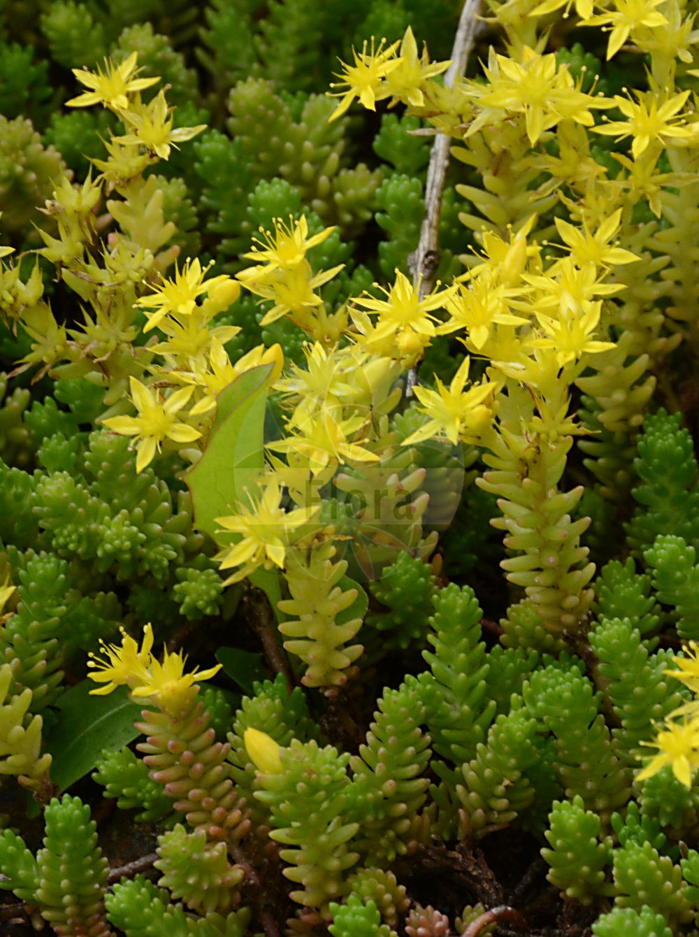 Sedum acre - Crassulaceae,Plantae,Pteridobiotina,Angiosperms,Saxifragales,Crassulaceae,Sedum,Sedum acre,Sedum acre subsp. neglectum, Sedum acre var. robustum, Sedum drucei, Sedum erectum, Sedum glaciale, Sedum krajinae, Sedum neglectum, Sedum procumbens, Sedum robustum, Sedum wettsteinii, Sedum zlatiborense,Scharfer Mauerpfeffer;biting stonecrop;mossy stonecrop;orpin âcre;golden carpet;pepper stonecrop;wall pepper;goldmoss stonecrop;Orpin âcre;Poivre de muraille;orpin brûlant;poivre des murailles;sédum âcre;vermiculaire;siempreviva menor;siempreviva picante;crespinell picant;racimillo;pan de cuco;uvas de gato;pampajarito;pimienta de muros;platanetas;sedo picante;uña de gato;uva de gato;Borracina acre;pepe dei muri;borraccina;erba pignola;muurpeper;uva-decão;uva-de-cão;erva-de-cão;erva-de-cão-maior;vermicularia;очиток едкий;acı damkoruğu;rrushqyqe;rrushqyqe e athët;crespinell groc;šiljati žednjak;gul fetknopp;bidende stenurt;rozchodnik ostry;ostra humulica;adriai varjúháj;borsos varjúháj;rozchodník ostrý;iarbă de șoaldină;rozchodník prudký;очиток їдкий;лютива тлъстига;harilik kukehari;kodīgais laimiņš;bitterbergknapp;keltamaksaruoho;helluhnoðri;жедњак;јарић;aitrusisi šilokas;κουκουστάφιλλο