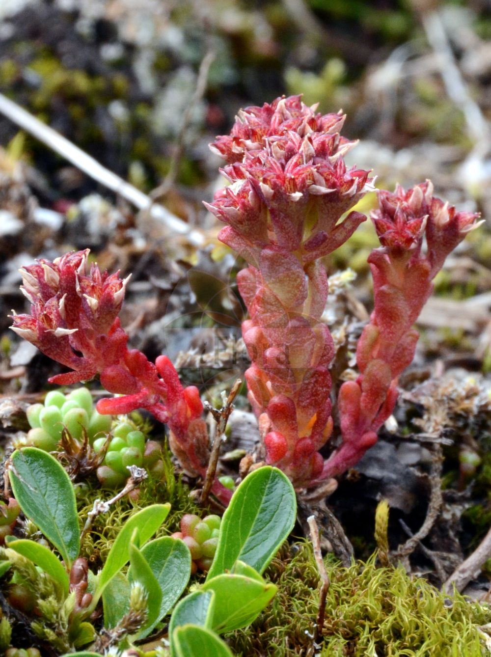 Sedum atratum - Crassulaceae,Plantae,Pteridobiotina,Angiosperms,Saxifragales,Crassulaceae,Sedum,Sedum atratum,Sedella atrata, Sedella carinthiaca, Sedum atratum subsp. carinthiacum, Sedum atratum var. carinthiacum, Sedum carinthiacum, Sedum erubescens, Sedum rivasgodayi,Dunkler Mauerpfeffer;Kärntner Mauerpfeffer;Schwärzliche Fetthenne;Dunkle Fetthenne;Schwarze Fetthenne;Kärntner Fetthenne;dark stonecrop;Orpin noirâtre;sédum noirâtre;Borracina verde-scura;очиток черноватый;crespinell fosc;crnkasti žednjak;rozchodnik czarniawy;črnikasta homulica;iIarbă de șoaldină;очиток чорнуватий;почерняваща тлъстига