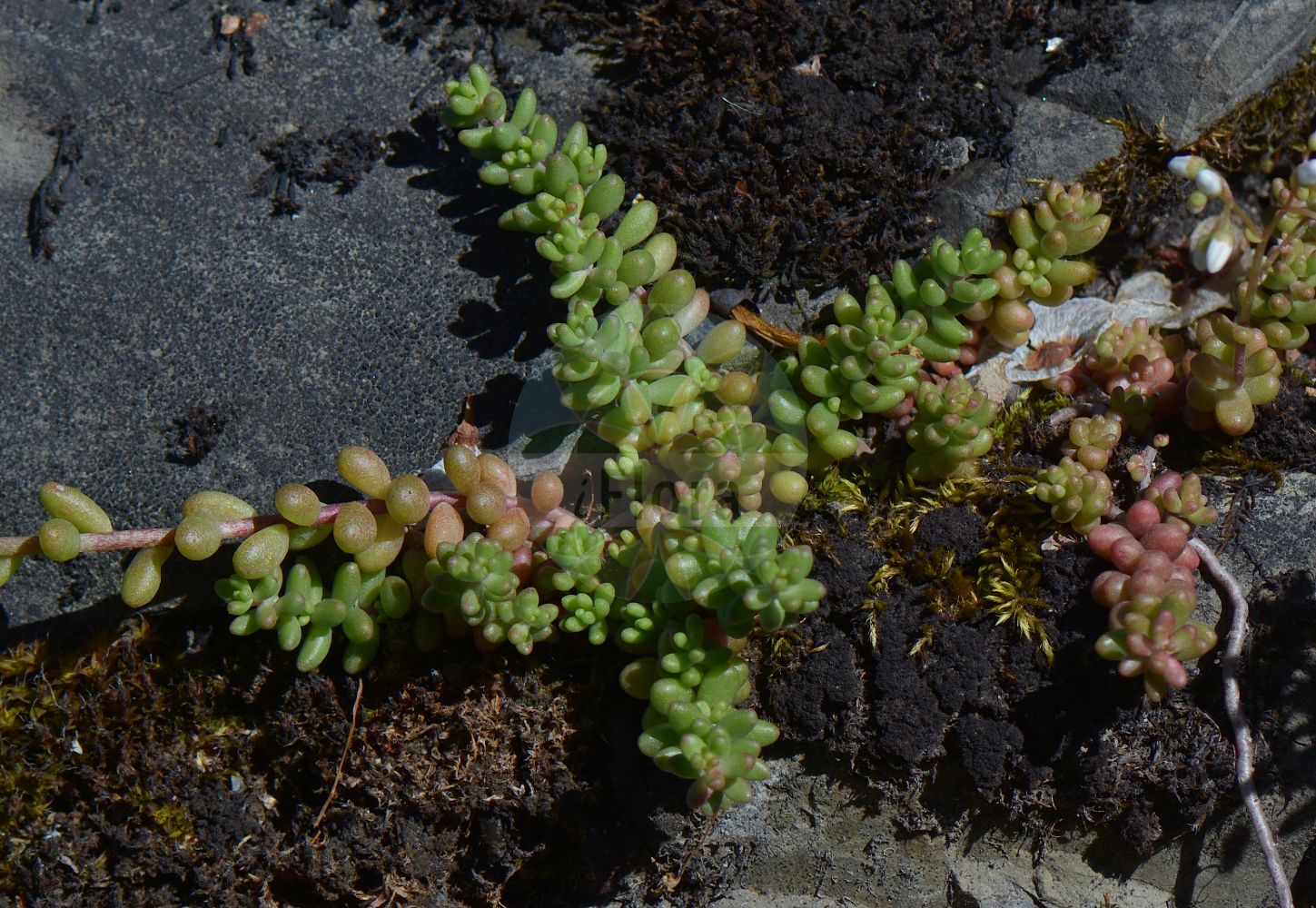 Sedum dasyphyllum - Crassulaceae,Plantae,Pteridobiotina,Angiosperms,Saxifragales,Crassulaceae,Sedum,Sedum dasyphyllum,Leucosedum dasyphyllum, Oreosedum dasyphyllum, Sedum burnatii, Sedum corsicum, Sedum dasyphyllum var. moroderi, Sedum donatianum, Sedum droserifolium, Sedum englerianum, Sedum glanduliferum, Sedum glaucum, Sedum moroderi, Sedum neapolitanum, Sedum nebrodense, Sedum pulligerum, Sedum reticulatum,Dickblatt-Mauerpfeffer;Buckel-Fetthenne;Dickblatt-Fetthenne;Dickblättrige Fetthenne;Dickblättriger Mauerpfeffer;thick-leaved stonecrop;thick-leaf stonecrop;Orpin à feuilles épaisses;sédum à feuilles épaisses;uguetas;uña de gato;Borracina cinerea;Erba della Madonna;dik vetkruid;очиток густолистный;tüylü damkoruğu;rrushqyqe;crespinell glauc;sočnolisni žednjak;luddhårig fetknopp;dlakavolistna homulica;гъстолистна тлъстига;гранариз