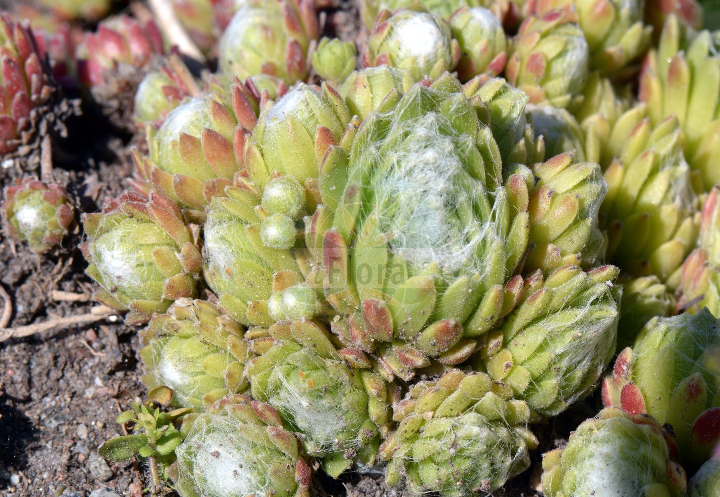 Sempervivum arachnoideum - Crassulaceae,Plantae,Pteridobiotina,Angiosperms,Saxifragales,Crassulaceae,Sempervivum,Sempervivum arachnoideum,Sedum arachnoideum, Sempervivum doellianum, Sempervivum heterotrichum, Sempervivum moggridgei, Sempervivum sanguineum,Spinnweb-Hauswurz;Spinnweben-Hauswurz;Echte Spinnweb-Hauswurz;cobweb house-leek;Joubarbe aranéeuse;joubarbe toile d'araignée;joubarbe à toile d'araignée;Semprevivo ragnateloso;spinnewebhuislook;молодило паутинистое;молодило паутинное;matafoc aracnoide;rojnik pajęczynowaty;senperubipamu;センペルビパム