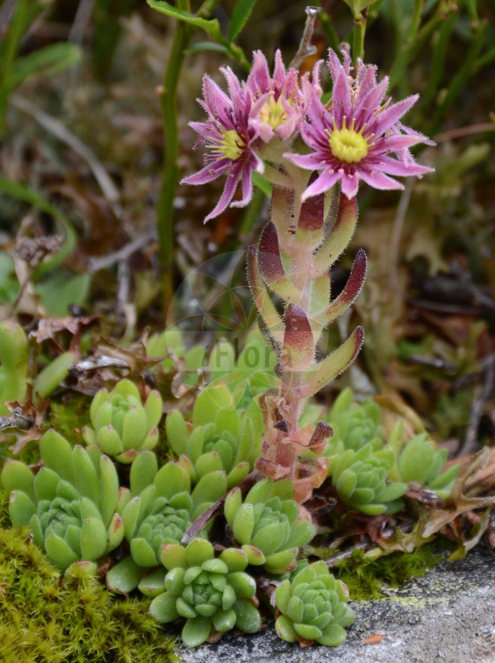 Sempervivum montanum - Crassulaceae,Plantae,Pteridobiotina,Angiosperms,Saxifragales,Crassulaceae,Sempervivum,Sempervivum montanum,Sedum montanum, Sempervivum alpestre, Sempervivum candollei, Sempervivum debile, Sempervivum flagelliforme, Sempervivum frigidum, Sempervivum macranthum, Sempervivum minimum, Sempervivum monticola, Sempervivum pauciflorum, Sempervivum subalpinum, Sempervivum thomasii,Berg-Hauswurz;Steirische Berg-Hauswurz;mountain house-leek;Joubarbe des montagnes;Guardacasa;Semprevivo montano;молодило горное;matafoc muntanyenc;netres šiljeviti;rojnik górski;молодило гірське