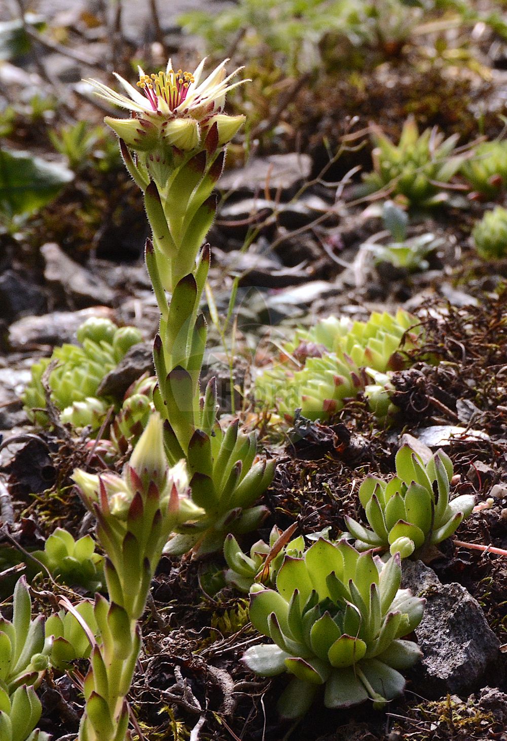 Sempervivum grandiflorum - Crassulaceae,Plantae,Pteridobiotina,Angiosperms,Saxifragales,Crassulaceae,Sempervivum,Sempervivum grandiflorum,Sempervivum gaudinii,Großblütige Hauswurz;Joubarbe à grandes fleurs;joubarbe de Gaudin;Semprevivo a fiori grandi;молодило крупноцветное