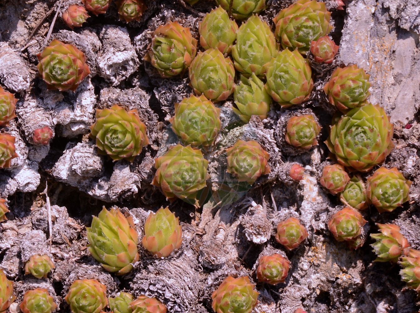 Sempervivum pittonii - Crassulaceae,Plantae,Pteridobiotina,Angiosperms,Saxifragales,Crassulaceae,Sempervivum,Sempervivum pittonii,Serpentin-Hauswurz;молодило Питтона
