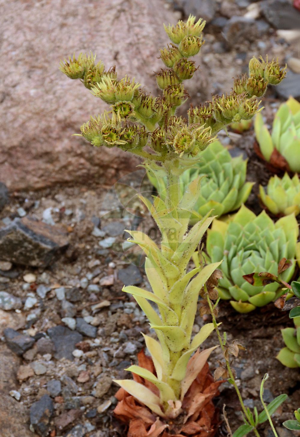 Sempervivum wulfenii - Crassulaceae,Plantae,Pteridobiotina,Angiosperms,Saxifragales,Crassulaceae,Sempervivum,Sempervivum wulfenii,Wulfens Hauswurz;Gelbe Hauswurz;Joubarbe de Wulfen;Semprevivo di Wulfen;молодило Вулфена