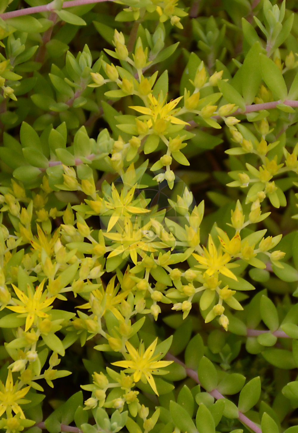Sedum sarmentosum - Crassulaceae,Plantae,Pteridobiotina,Angiosperms,Saxifragales,Crassulaceae,Sedum,Sedum sarmentosum,Sedum angustifolium, Sedum kouyangense, Sedum sarmentosum f. majus, Sedum sheareri,Kriechtrieb-Fetthenne;Kriechender Mauerpfeffer;orpin sarmenteux;Orpin sarmenteux;Borracina reptante;очиток лозовидный;žednjak;tsurumannengusa;ツルマンネングサ;indás varjúháj;rozchodník šlahounovitý;rozchodník šlahounovitý;chuí pén cǎo;垂盆草