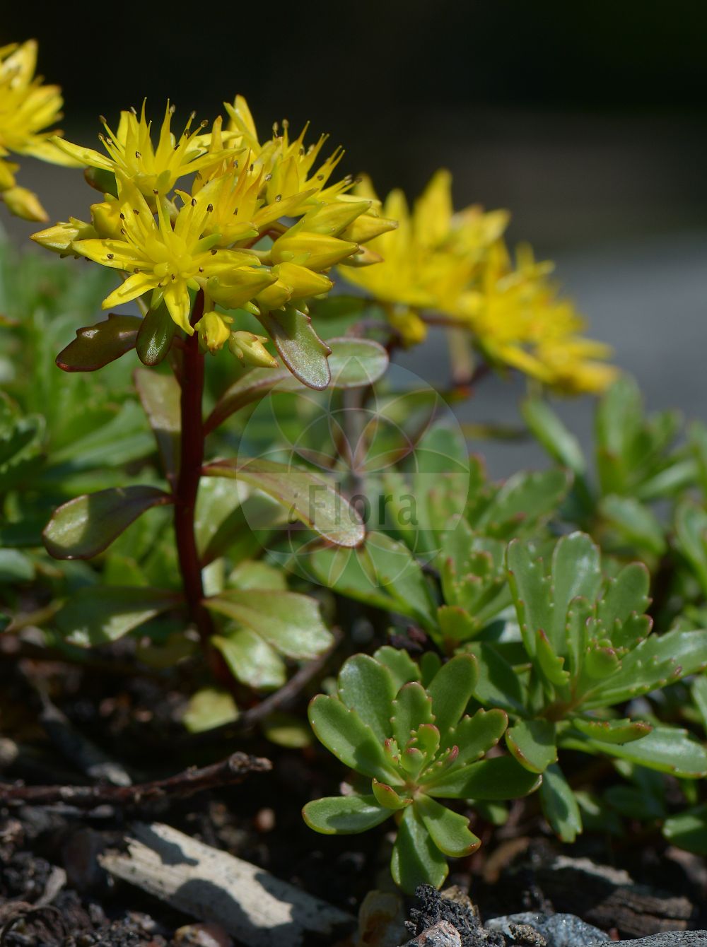 Phedimus kamtschaticus - Crassulaceae,Plantae,Pteridobiotina,Angiosperms,Saxifragales,Crassulaceae,Phedimus,Phedimus kamtschaticus,Aizopsis florifera, Aizopsis kamtschatica, Aizopsis kurilensis, Aizopsis takesimensis, Phedimus florifer, Phedimus floriferus, Phedimus takesimensis, Sedum aizoon subsp. kamtschaticum, Sedum floriferum, Sedum kamtschaticum, Sedum kamtschaticum subsp. ellacombeanum, Sedum kurilense, Sedum sikokianum subsp. kurilense