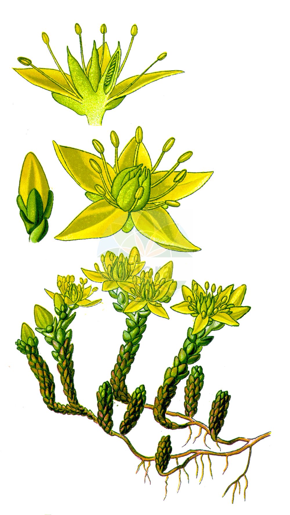 Sedum acre - Crassulaceae,Plantae,Pteridobiotina,Angiosperms,Saxifragales,Crassulaceae,Sedum,Sedum acre,Sedum acre subsp. neglectum, Sedum acre var. robustum, Sedum drucei, Sedum erectum, Sedum glaciale, Sedum krajinae, Sedum neglectum, Sedum procumbens, Sedum robustum, Sedum wettsteinii, Sedum zlatiborense,Scharfer Mauerpfeffer;biting stonecrop;mossy stonecrop;orpin âcre;golden carpet;pepper stonecrop;wall pepper;goldmoss stonecrop;Orpin âcre;Poivre de muraille;orpin brûlant;poivre des murailles;sédum âcre;vermiculaire;siempreviva menor;siempreviva picante;crespinell picant;racimillo;pan de cuco;uvas de gato;pampajarito;pimienta de muros;platanetas;sedo picante;uña de gato;uva de gato;Borracina acre;pepe dei muri;borraccina;erba pignola;muurpeper;uva-decão;uva-de-cão;erva-de-cão;erva-de-cão-maior;vermicularia;очиток едкий;acı damkoruğu;rrushqyqe;rrushqyqe e athët;crespinell groc;šiljati žednjak;gul fetknopp;bidende stenurt;rozchodnik ostry;ostra humulica;adriai varjúháj;borsos varjúháj;rozchodník ostrý;iarbă de șoaldină;rozchodník prudký;очиток їдкий;лютива тлъстига;harilik kukehari;kodīgais laimiņš;bitterbergknapp;keltamaksaruoho;helluhnoðri;жедњак;јарић;aitrusisi šilokas;κουκουστάφιλλο