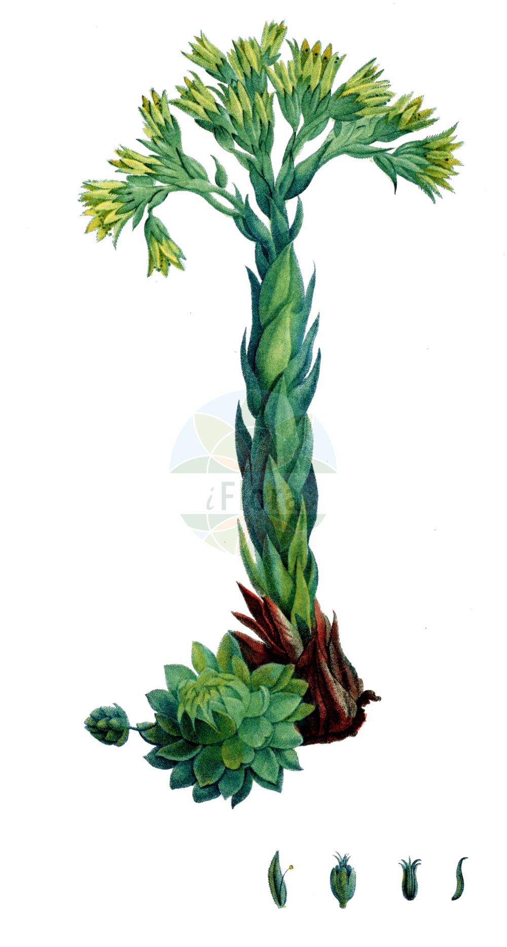 Sempervivum globiferum - Crassulaceae,Plantae,Pteridobiotina,Angiosperms,Saxifragales,Crassulaceae,Sempervivum,Sempervivum globiferum,Diopogon globifer, Diopogon hirtus subsp. borealis, Jovibarba globifera, Jovibarba hirta subsp. borealis, Jovibarba hirta subsp. borealis, Jovibarba sobolifera, Sedum globiferum, Sedum soboliferum, Sempervivum soboliferum,Sprossende Fransen-Hauswurz;Sprossender Donarsbart;Jupiterbart;Sprossende Fransenhauswurz;Donarsbart;Fransenhauswurz;rolling hen-and-chicks;joubarbe des sables;бородник шариконосный;бородник шароносный;молодило отпрысковое;молодило побегоносное;молодило шароносное;молодило шарообразное;молодильник шароносный;gelindüğmesi;jovibarba;hammarbytaklök;taklök;rojniczek pospolity;rojnik pospolity;rojownik pospolity;gömbös kövirózsa;netřesk výběžkatý;netřeskovec výběžkatý;skalničník guľkovitý;борідник паростковий;võsu-liivsibul;atvasu saulrietenis;pallomehiparta;šilinė perkūnropė