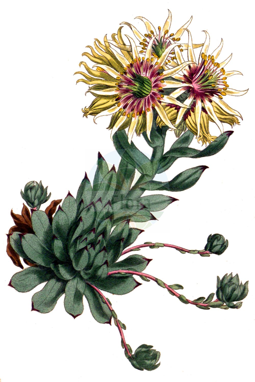 Sempervivum globiferum - Crassulaceae,Plantae,Pteridobiotina,Angiosperms,Saxifragales,Crassulaceae,Sempervivum,Sempervivum globiferum,Diopogon globifer, Diopogon hirtus subsp. borealis, Jovibarba globifera, Jovibarba hirta subsp. borealis, Jovibarba hirta subsp. borealis, Jovibarba sobolifera, Sedum globiferum, Sedum soboliferum, Sempervivum soboliferum,Sprossende Fransen-Hauswurz;Sprossender Donarsbart;Jupiterbart;Sprossende Fransenhauswurz;Donarsbart;Fransenhauswurz;rolling hen-and-chicks;joubarbe des sables;бородник шариконосный;бородник шароносный;молодило отпрысковое;молодило побегоносное;молодило шароносное;молодило шарообразное;молодильник шароносный;gelindüğmesi;jovibarba;hammarbytaklök;taklök;rojniczek pospolity;rojnik pospolity;rojownik pospolity;gömbös kövirózsa;netřesk výběžkatý;netřeskovec výběžkatý;skalničník guľkovitý;борідник паростковий;võsu-liivsibul;atvasu saulrietenis;pallomehiparta;šilinė perkūnropė