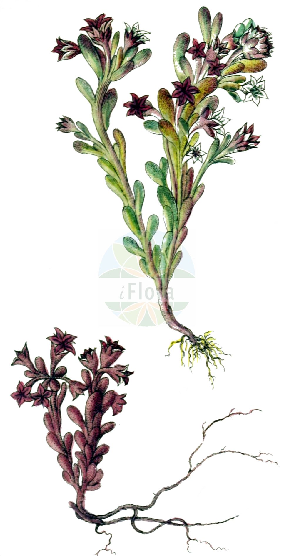 Sedum rubens - Crassulaceae,Plantae,Pteridobiotina,Angiosperms,Saxifragales,Crassulaceae,Sedum,Sedum rubens,Aithales rubens, Crassula rubens, Procrassula mediterranea, Procrassula pallidiflora, Sedum angelosi, Sedum ibicense, Sedum matrense, Sedum steudelii,Rötliche Fetthenne;Rötlicher Mauerpfeffer;red stonecrop;Orpin rougeâtre;sédum rougeâtre;crassule rougeâtre;orpin rougissant;Borracina arrossata;rood vetkruid;arroz-dos-telhados-vermelho;favária-vermelha;очиток краснеющий;kayaüzümü;rrushqyqe;crespinell rogenc;crvenkasti žednjak;rozchodnik červený;tučnica červeňavá;очиток червоніючий;червеникава тлъстига;бобњача;tzurit ballutit;צוּרִית בַּלּוּטִית