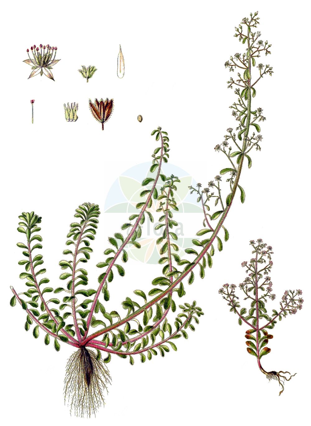 Sedum cepaea - Crassulaceae,Plantae,Pteridobiotina,Angiosperms,Saxifragales,Crassulaceae,Sedum,Sedum cepaea,Anacampseros cepaea, Cepaea caesalpini, Sedum amani, Sedum calabrum, Sedum galioides, Sedum paniculatum, Sedum schwarzii, Sedum spathulatum, Sedum strictum, Sedum tetraphyllum,Rispige Fetthenne;Rispiges Fettkraut;Orpin pourpier;orpin paniculé;Borracina cepea;erba dell'Ascenzione;omgebogen vetkruid;очиток луковый;buzlu damkoruğu;rrushqyqe;cepea;metličasti žednjak;лукова тлъстига;јарич