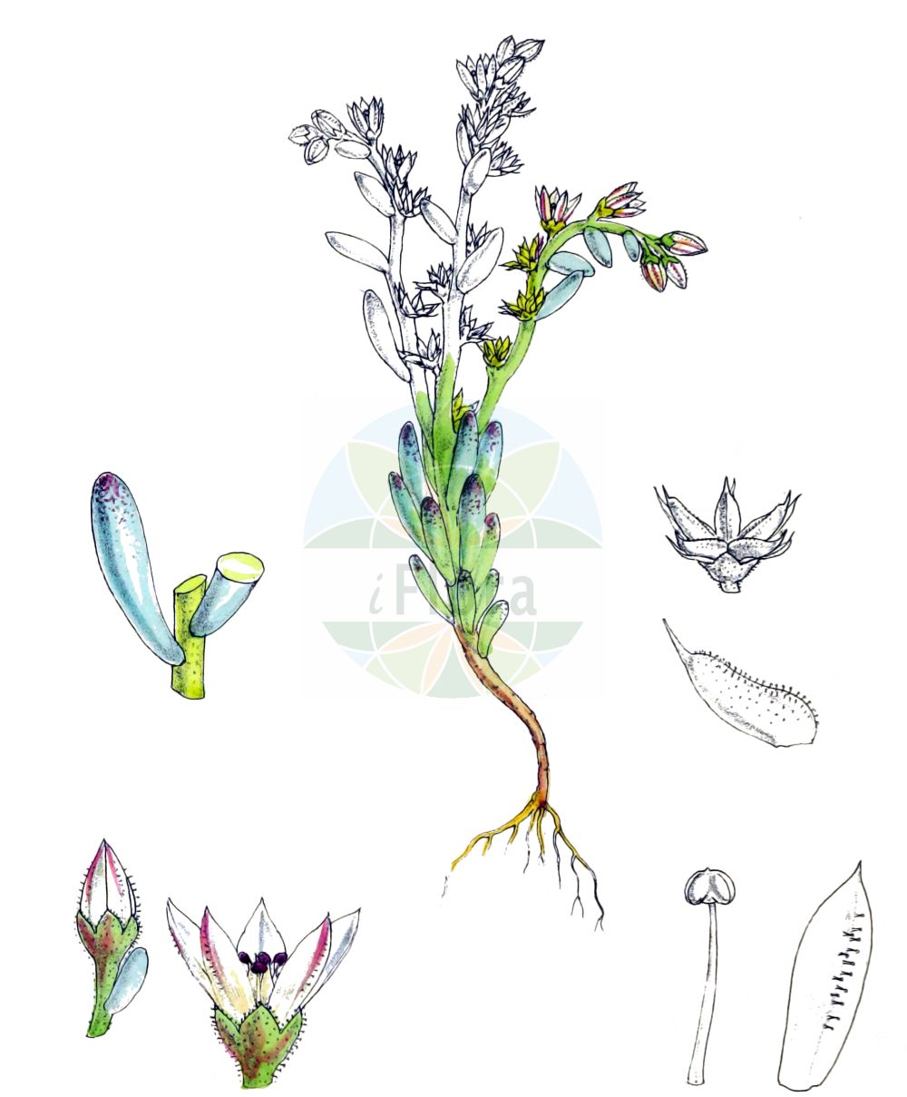 Sedum rubens - Crassulaceae,Plantae,Pteridobiotina,Angiosperms,Saxifragales,Crassulaceae,Sedum,Sedum rubens,Aithales rubens, Crassula rubens, Procrassula mediterranea, Procrassula pallidiflora, Sedum angelosi, Sedum ibicense, Sedum matrense, Sedum steudelii,Rötliche Fetthenne;Rötlicher Mauerpfeffer;red stonecrop;Orpin rougeâtre;sédum rougeâtre;crassule rougeâtre;orpin rougissant;Borracina arrossata;rood vetkruid;arroz-dos-telhados-vermelho;favária-vermelha;очиток краснеющий;kayaüzümü;rrushqyqe;crespinell rogenc;crvenkasti žednjak;rozchodnik červený;tučnica červeňavá;очиток червоніючий;червеникава тлъстига;бобњача;tzurit ballutit;צוּרִית בַּלּוּטִית