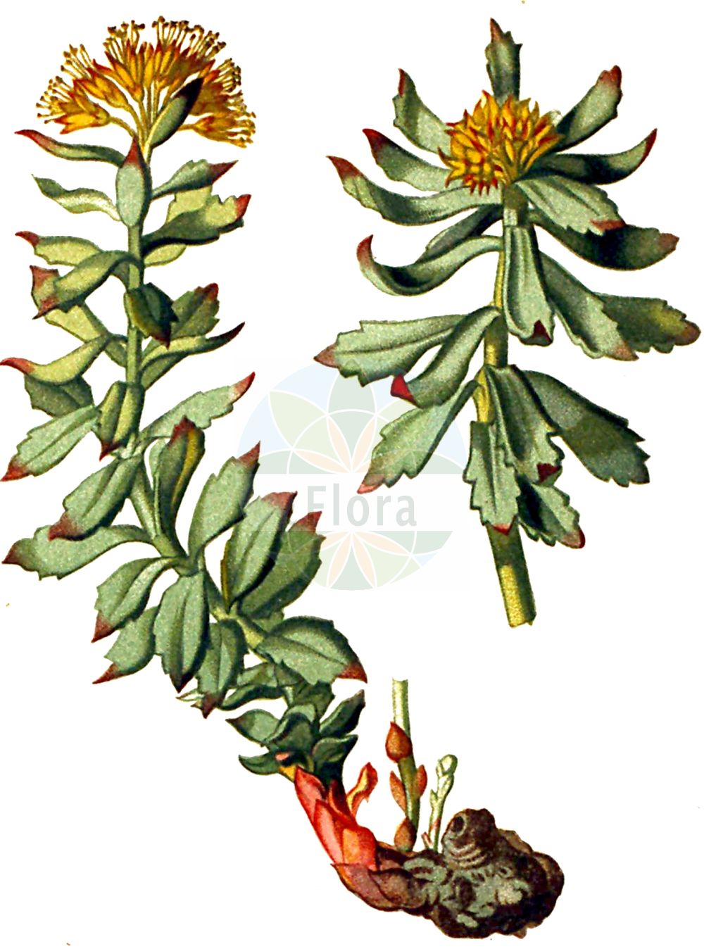 Rhodiola rosea - Crassulaceae,Plantae,Pteridobiotina,Angiosperms,Saxifragales,Crassulaceae,Rhodiola,Rhodiola rosea,Rhodia officinarum, Rhodiola arctica, Rhodiola borealis, Rhodiola elongata, Rhodiola hideoi, Rhodiola imbricata, Rhodiola iremelica, Rhodiola krivochizhinii, Rhodiola maxima, Rhodiola minor, Rhodiola odora, Rhodiola odorata, Rhodiola roanensis, Rhodiola rosea subsp. arctica, Rhodiola rosea subsp. borealis, Rhodiola rosea subsp. elongata, Rhodiola rosea subsp. krivochizhinii, Rhodiola rosea subsp. roanensis, Rhodiola rosea subsp. sachalinensis, Rhodiola rosea subsp. tachiroi, Rhodiola rosea var. scopolii, Rhodiola sachalinensis, Rhodiola scopolii, Rhodiola sibirica, Rhodiola tachiroei, Rhodiola telephioides, Sedum altaicum, Sedum arcticum, Sedum caerulans, Sedum elongatum, Sedum imbricatum, Sedum rhodiola, Sedum rhodiola var. crispum, Sedum rhodiola var. dentatum, Sedum rhodiola var. humile, Sedum rhodiola var. involucratum, Sedum rhodiola var. lanceolatum, Sedum rhodiola var. latifolium, Sedum rhodiola var. oblongum, Sedum rhodiola var. ovatum, Sedum rhodiola var. pumilum, Sedum rhodiola var. tenuifolium, Sedum rhodiola var. viride, Sedum rhodiola var. vulgare, Sedum rhodioloides, Sedum roanense, Sedum rosea subsp. arcticum, Sedum rosea var. roanense, Sedum rosea var. tachiroi, Sedum roseum, Sedum sachalinense, Tetradium odoratum, Tolmachevia krivochzhinii,Echte Rosenwurz;Rosenwurz;roseroot;rosewort;king's crown;roseroot stonecrop;golden root;Orpin rose;Rodiola rosea;золотой корень;родиола Кривохижина;родиола розовая;родиола северная;ružičasti žednjak;iwabenkei;イワベンケイ;navadni rožni koren;százévesek gyökere;rozchodnice růžová;rozchodnica ružová;родіола рожева;златовръх;burnirót;hóng jǐng tiān;红景天