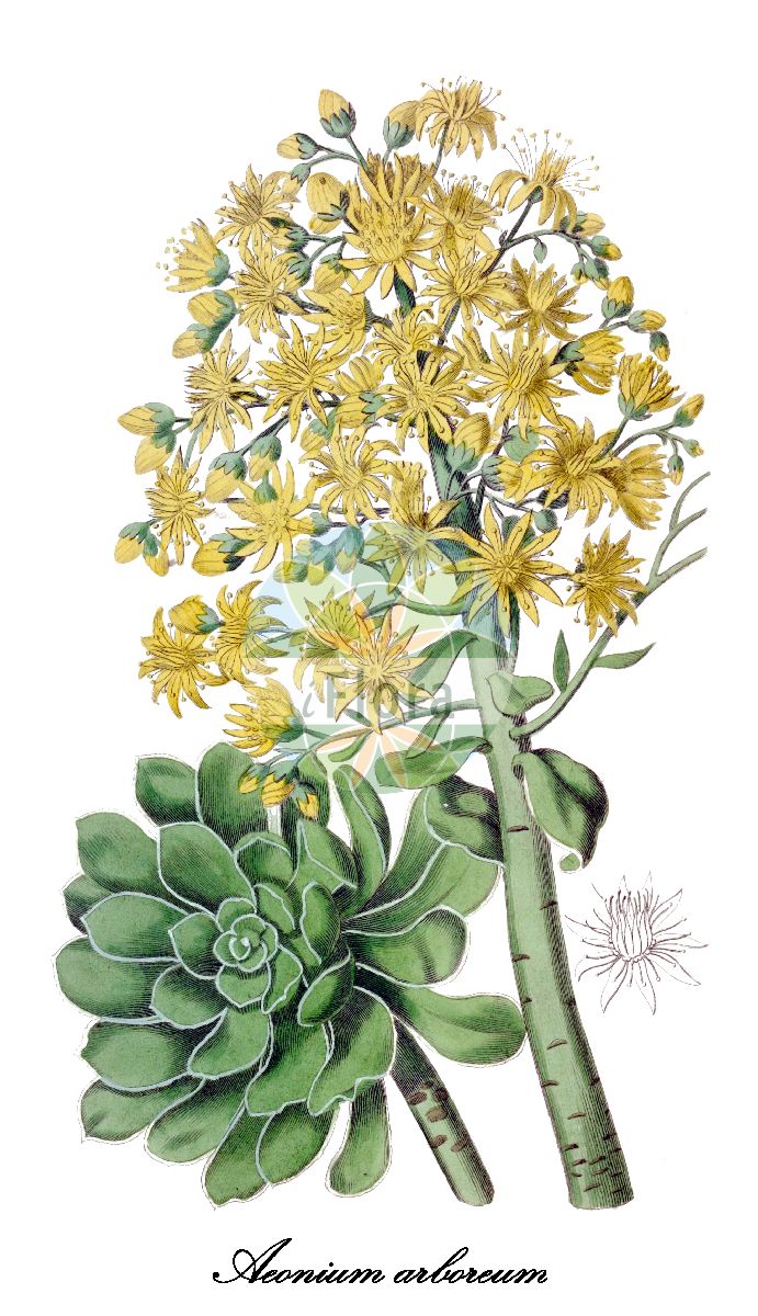 Aeonium arboreum - Crassulaceae,Plantae,Pteridobiotina,Angiosperms,Saxifragales,Crassulaceae,Aeonium,Aeonium arboreum,Aeonium arboreum var. albovariegatum, Aeonium arboreum var. arboreum, Aeonium arboreum var. luteovariegatum, Aeonium doramae, Aeonium doremae, Sempervivum africanum, Sempervivum arboreum, Sempervivum arboreum var. albovariegatum, Sempervivum arboreum var. luteovariegatum, Sempervivum mutabile, Sempervivum paniculatum,Baumartige Dachwurz;aéonium en arbre;chou en arbre;joubarbe en arbre;siempreviva arbórea;ensaião-da-festa;saião;saião-arbóreo;эониум древовидный;consolda;consolva arbòria;flor de Sant Sebastià;pinya groga;trädtaklök;højstammet aeonium;eonium drzewiaste;aeoniumu;アエオニウム