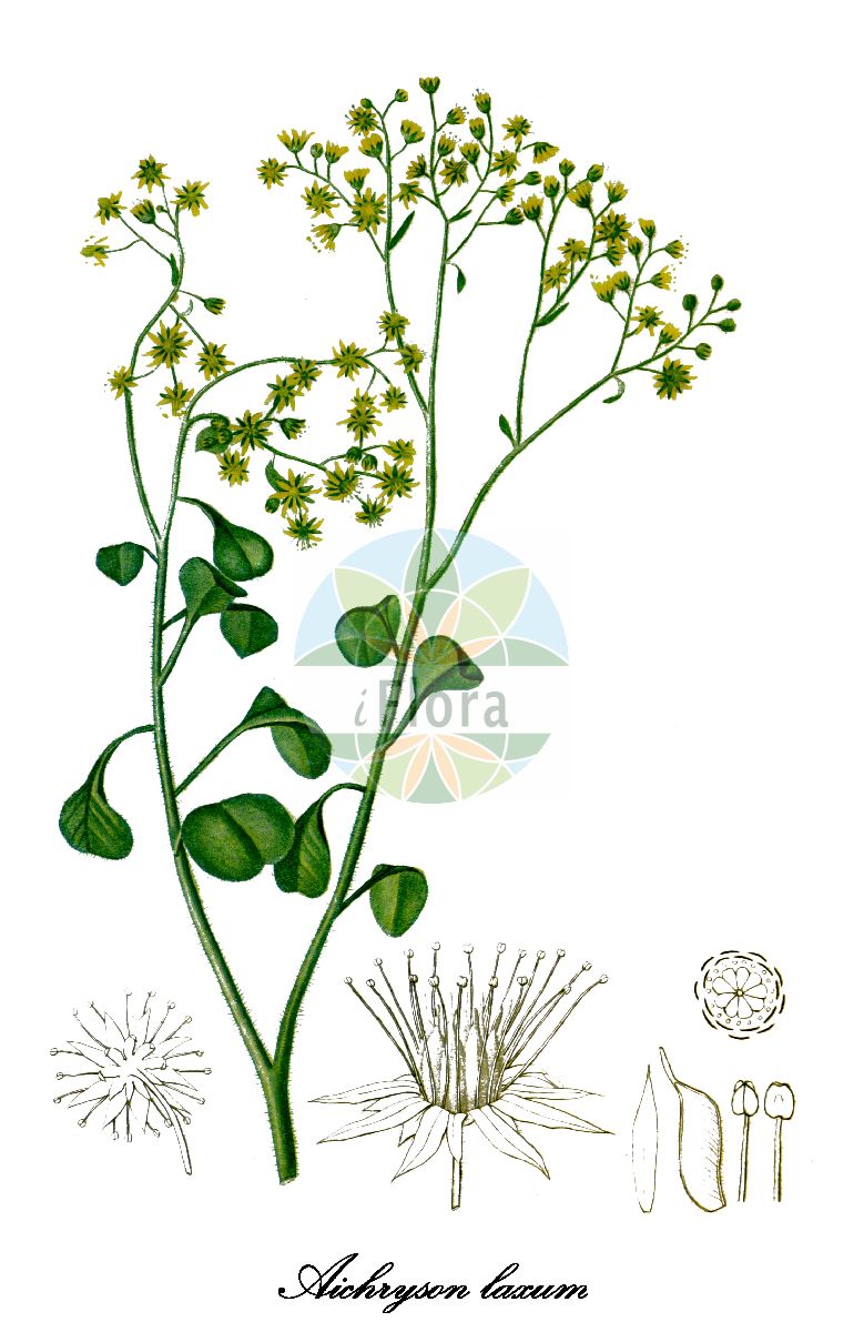 Aichryson laxum - Crassulaceae,Plantae,Pteridobiotina,Angiosperms,Saxifragales,Crassulaceae,Aichryson,Aichryson laxum,Aeonium laxum, Aichryson dichotomum var. hamiltonii, Aichryson laxum f. subglabrum, Aichryson laxum var. latipetalum, Sempervivum laxum, Sempervivum molle,barlovento;аихризон распростертый;аихризон рыхлый