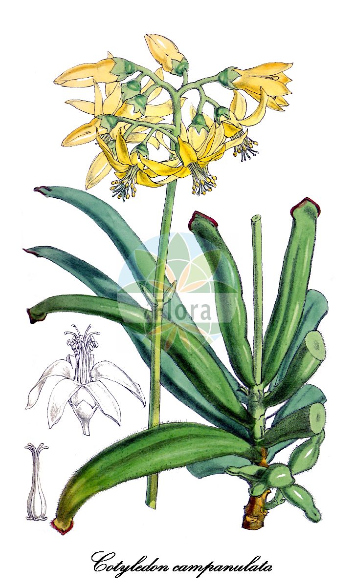 Cotyledon campanulata - Crassulaceae,Plantae,Pteridobiotina,Angiosperms,Saxifragales,Crassulaceae,Cotyledon,Cotyledon campanulata,Cotyledon teretifolia