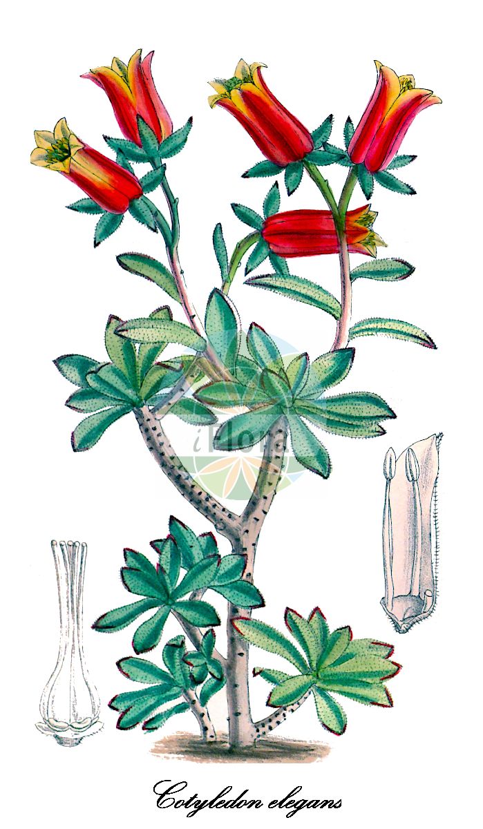 Cotyledon elegans - Crassulaceae