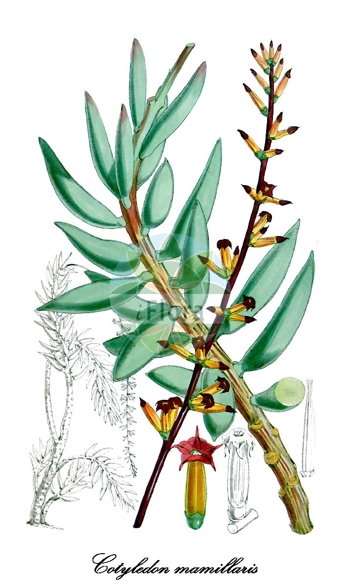Adromischus mammillaris - Crassulaceae,Plantae,Pteridobiotina,Angiosperms,Saxifragales,Crassulaceae,Adromischus,Adromischus mammillaris,Cotyledon mamillaris