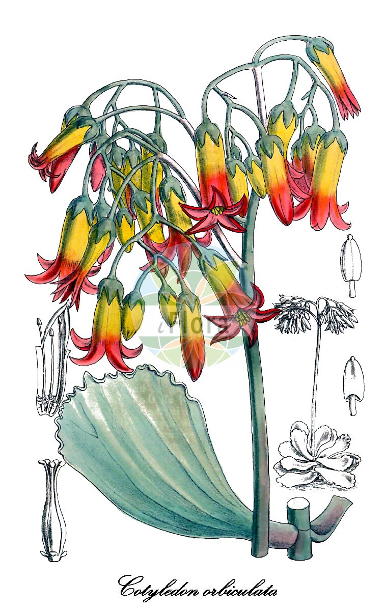 Cotyledon orbiculata - Crassulaceae,Plantae,Pteridobiotina,Angiosperms,Saxifragales,Crassulaceae,Cotyledon,Cotyledon orbiculata,Cotyledon ambigua, Cotyledon ausana, Cotyledon canaliculata, Cotyledon decussata, Cotyledon decussata var. henrichseniana, Cotyledon elata, Cotyledon engleri, Cotyledon mucronata, Cotyledon orbiculata f. dinteri, Cotyledon orbiculata var. ausana, Cotyledon orbiculata var. higginsiae, Cotyledon orbiculata var. oophylla, Cotyledon orbiculata var. orbiculata, Cotyledon ovata, Cotyledon papillaris, Cotyledon ramosa, Cotyledon ramosissima, Cotyledon tricuspidata, Cotyledon ungulata, Sedum decussatum, Sedum orbiculatum,oreilles de cochon;котиледон округлый;plakkie
