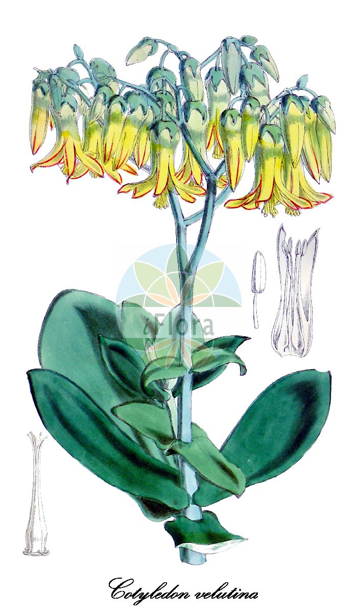 Cotyledon velutina - Crassulaceae,Plantae,Pteridobiotina,Angiosperms,Saxifragales,Crassulaceae,Cotyledon,Cotyledon velutina,Cotyledon beckeri, Cotyledon mollis, Cotyledon velutina var. beckeri