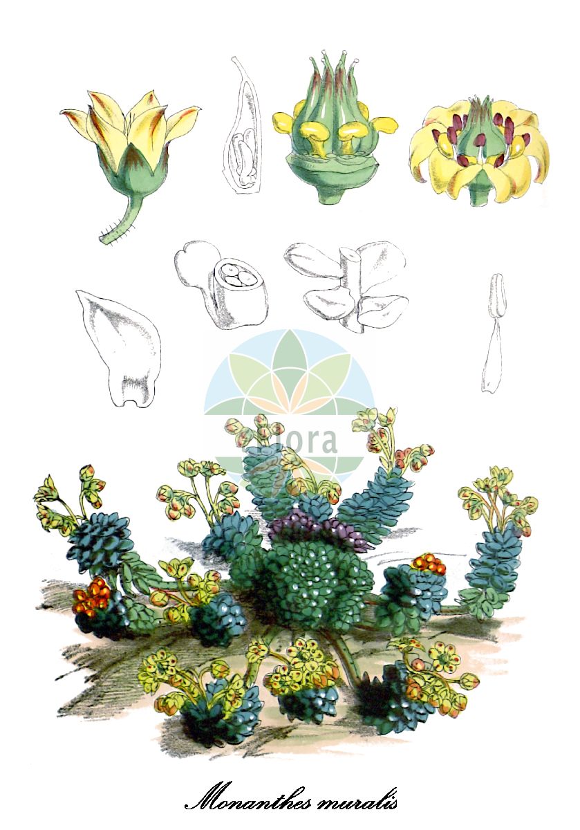 Monanthes muralis - Crassulaceae,Plantae,Pteridobiotina,Angiosperms,Saxifragales,Crassulaceae,Monanthes,Monanthes muralis