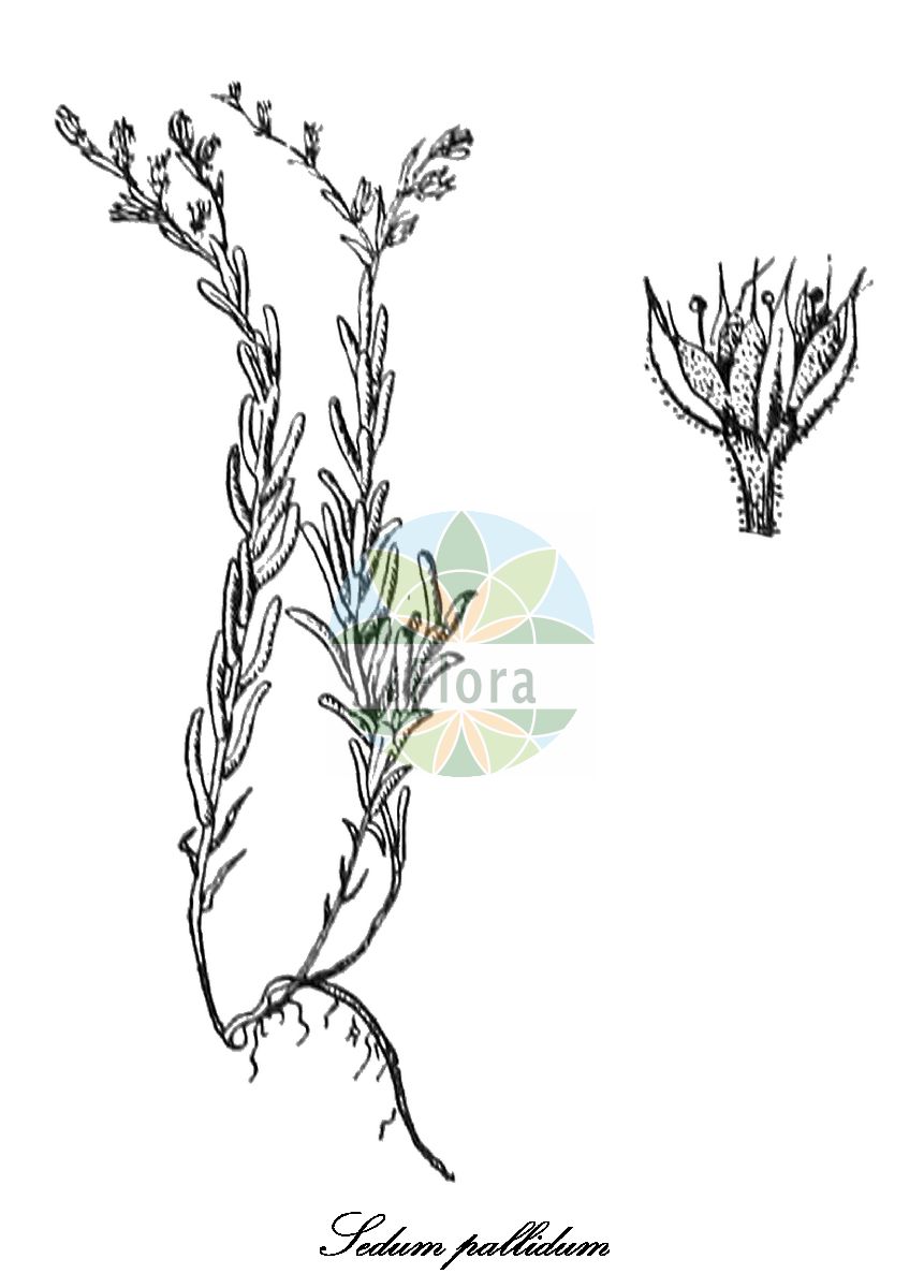 Sedum pallidum - Crassulaceae,Plantae,Pteridobiotina,Angiosperms,Saxifragales,Crassulaceae,Sedum,Sedum pallidum,Sedum bithynicum, Sedum pallidum subsp. bithynicum, Sedum pallidum var. bithynicum,Bleiche Fetthenne;очиток бледный;koyunörmece;rrushqyqe;rozchodník bledý;rozchodník bledý;очиток блідий;бледа тлъстига